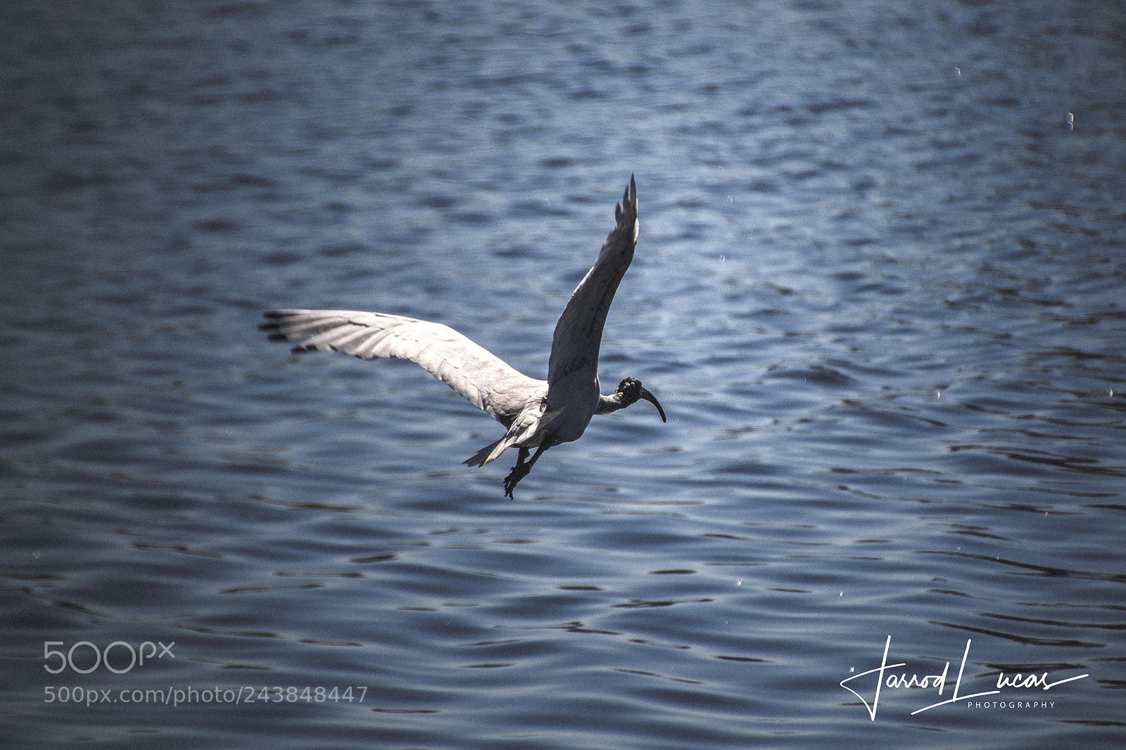 Canon EOS 7D Mark II sample photo. Beelier wetlands photography