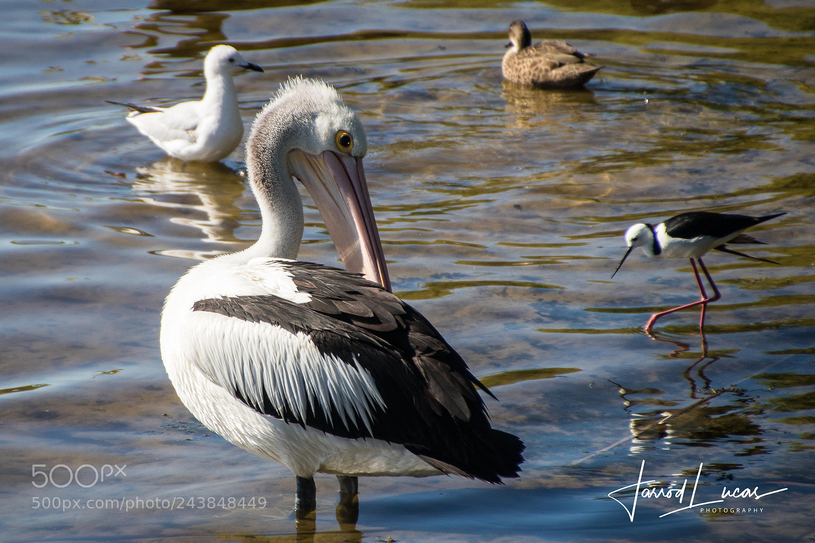 Canon EOS 7D Mark II sample photo. Beelier wetlands photography