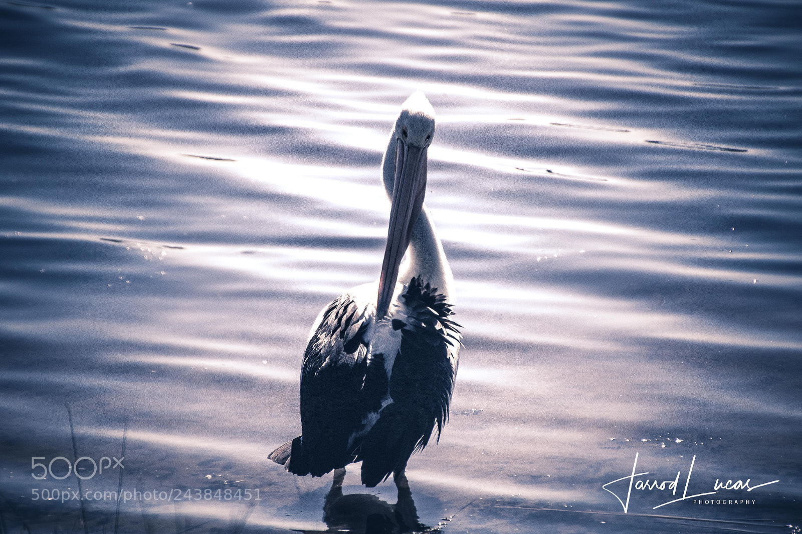 Canon EOS 7D Mark II sample photo. Beelier wetlands photography