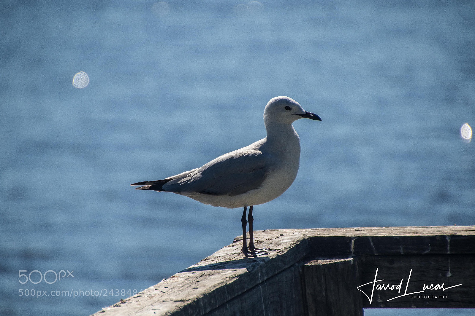 Canon EOS 7D Mark II sample photo. Beelier wetlands photography