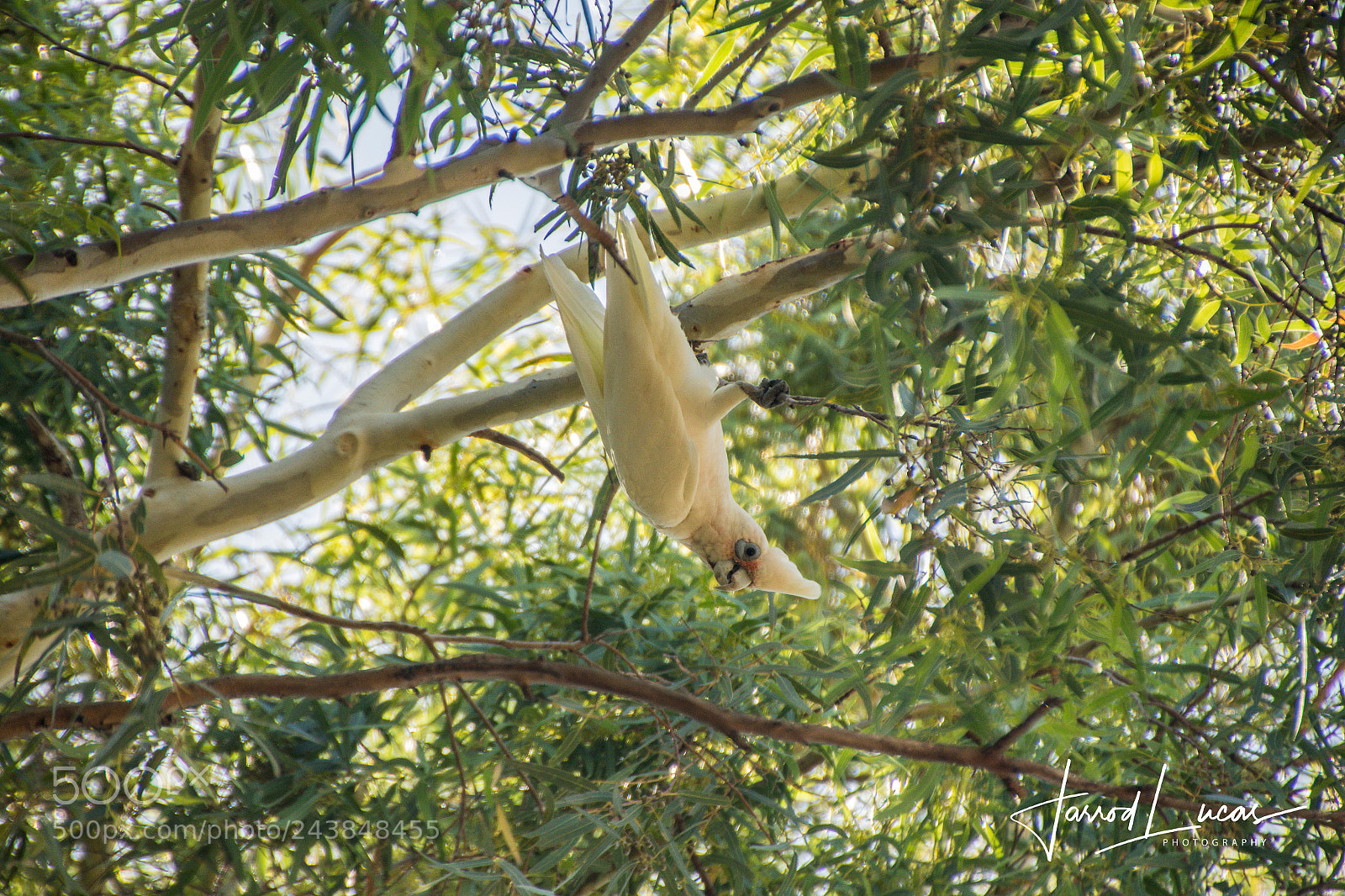 Canon EOS 7D Mark II sample photo. Branching out photography