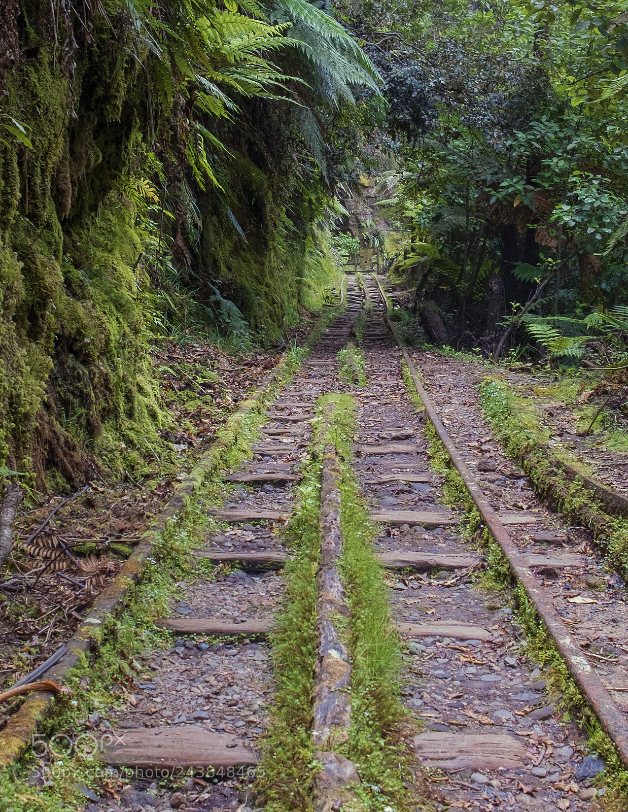 Fujifilm X-Pro1 sample photo. Bush railway photography