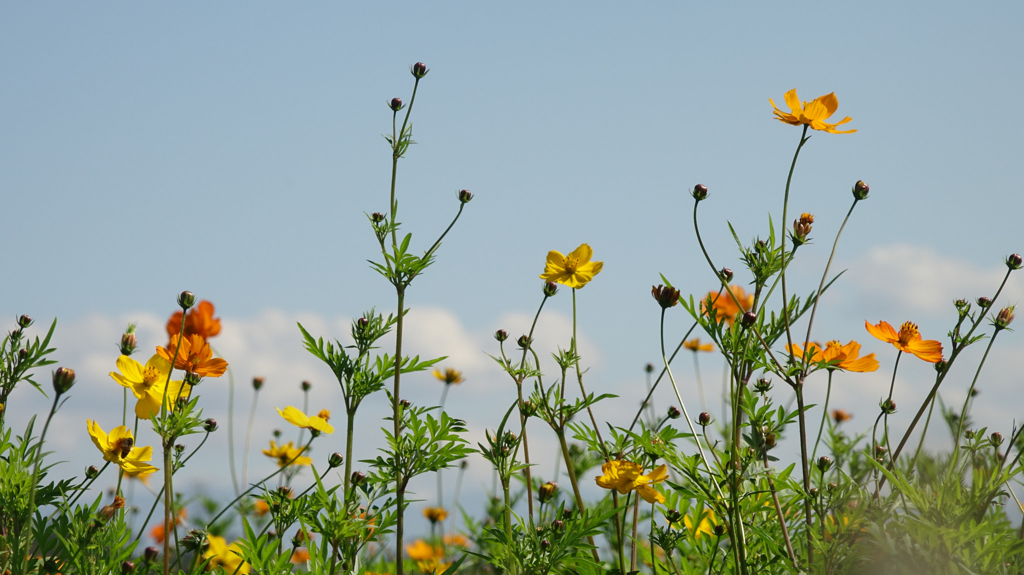 Sony HDR-CX900 sample photo. 待放—waiting for photography