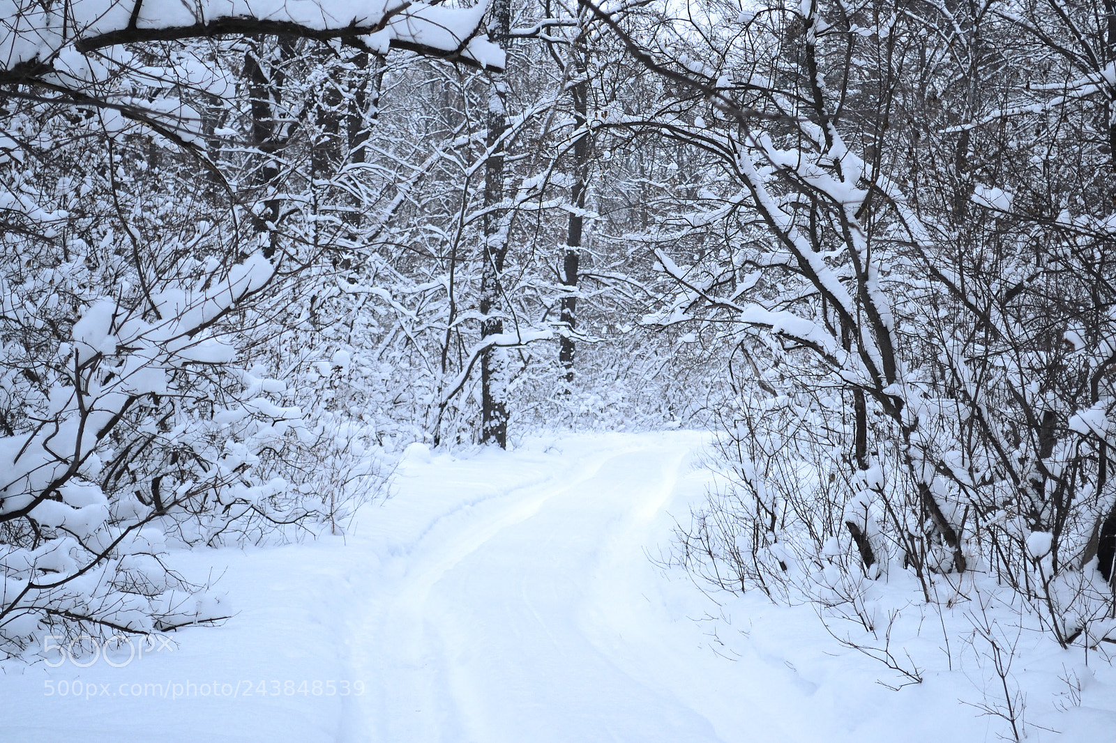 Nikon D3100 sample photo. Winter alley. photography