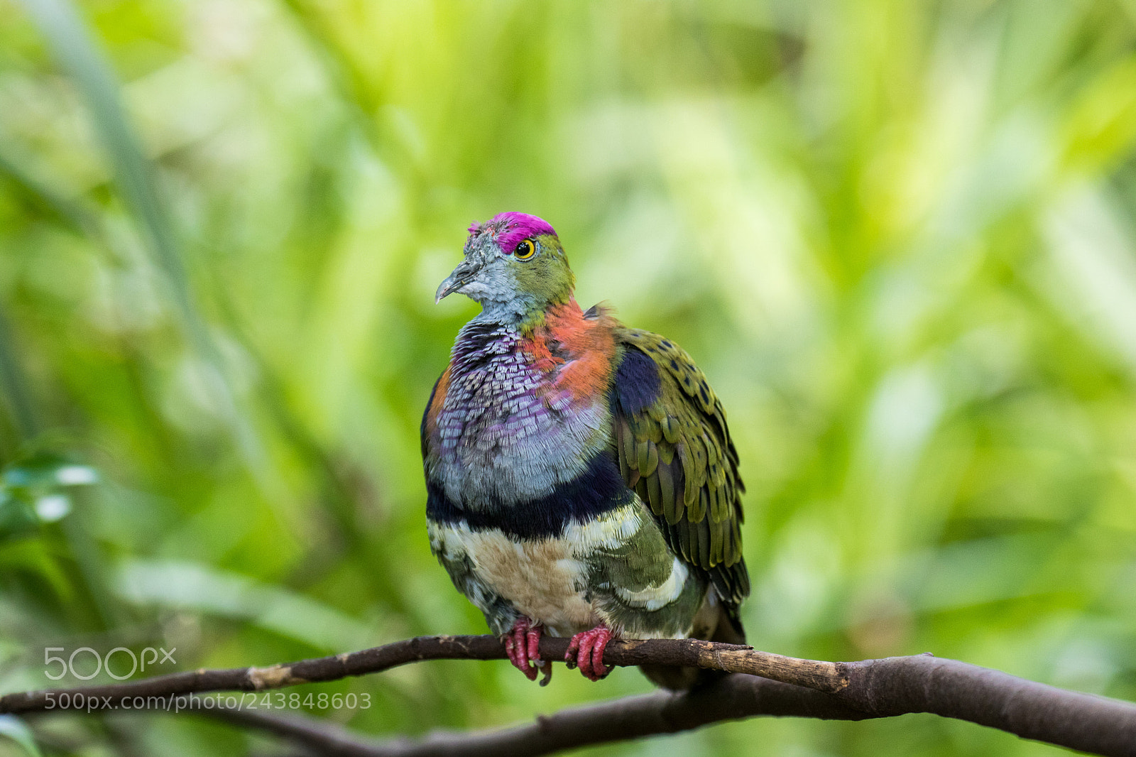Canon EOS 7D Mark II sample photo. Rose-crowned fruit dove photography