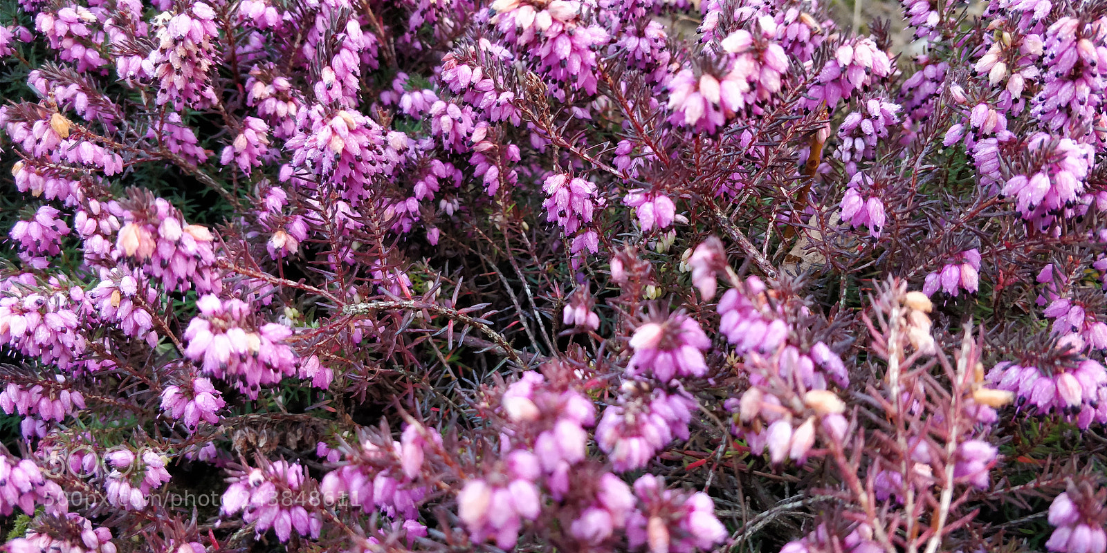 OnePlus 5T sample photo. Winter flowers photography