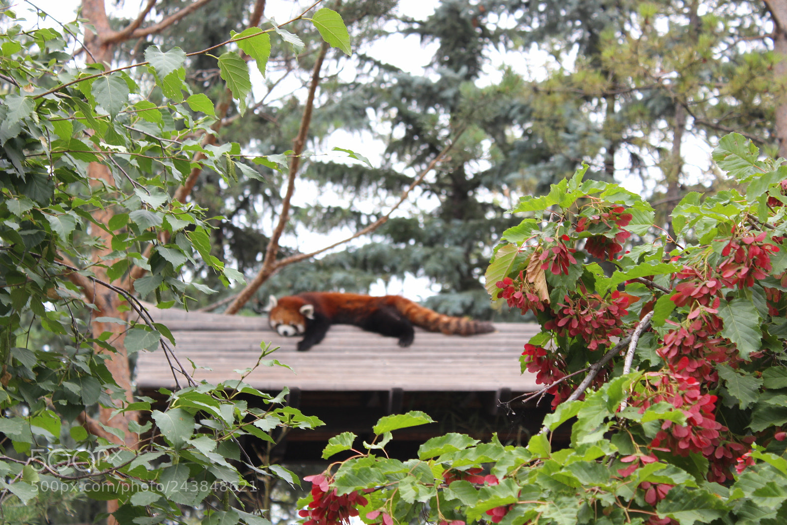 Canon EF-S 18-55mm F3.5-5.6 III sample photo. Red panda hiding in photography