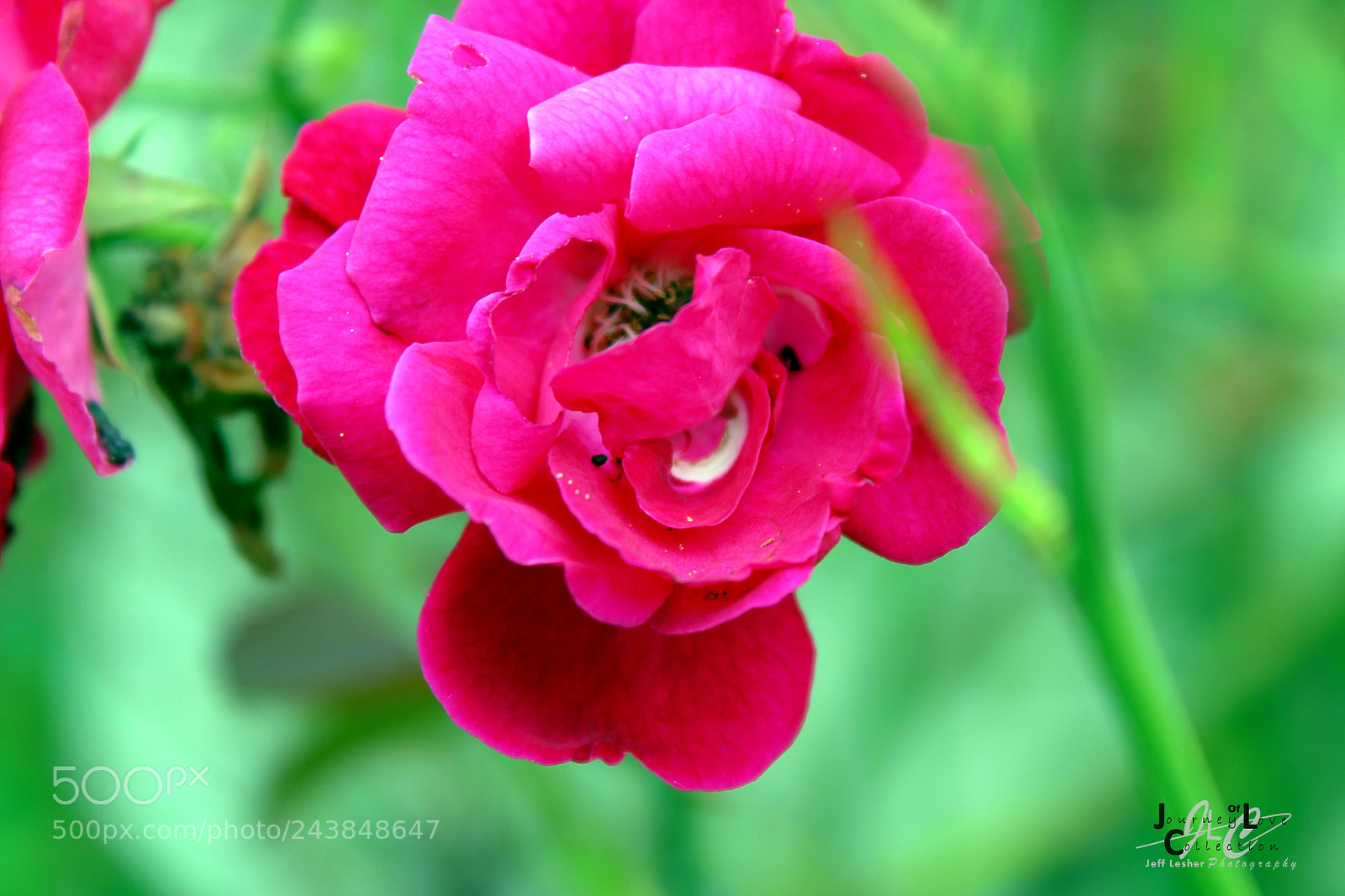 Canon EOS 1300D (EOS Rebel T6 / EOS Kiss X80) sample photo. Spots photography