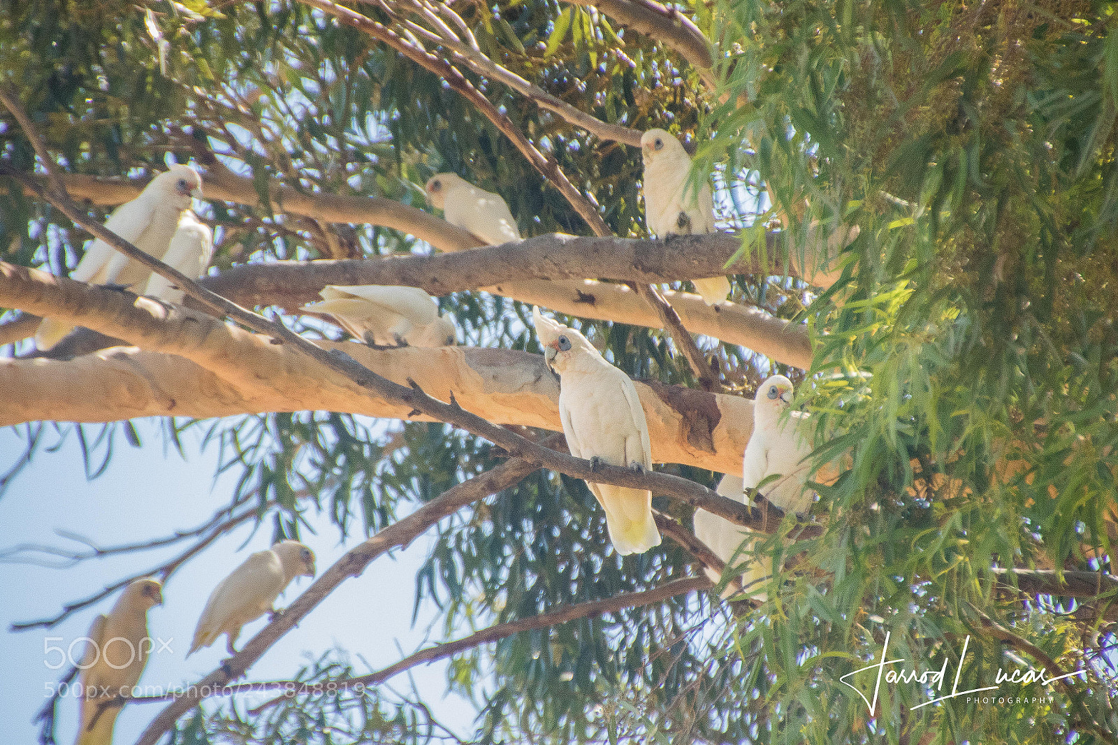 Canon EOS 7D Mark II sample photo. Cockatoo flock photography