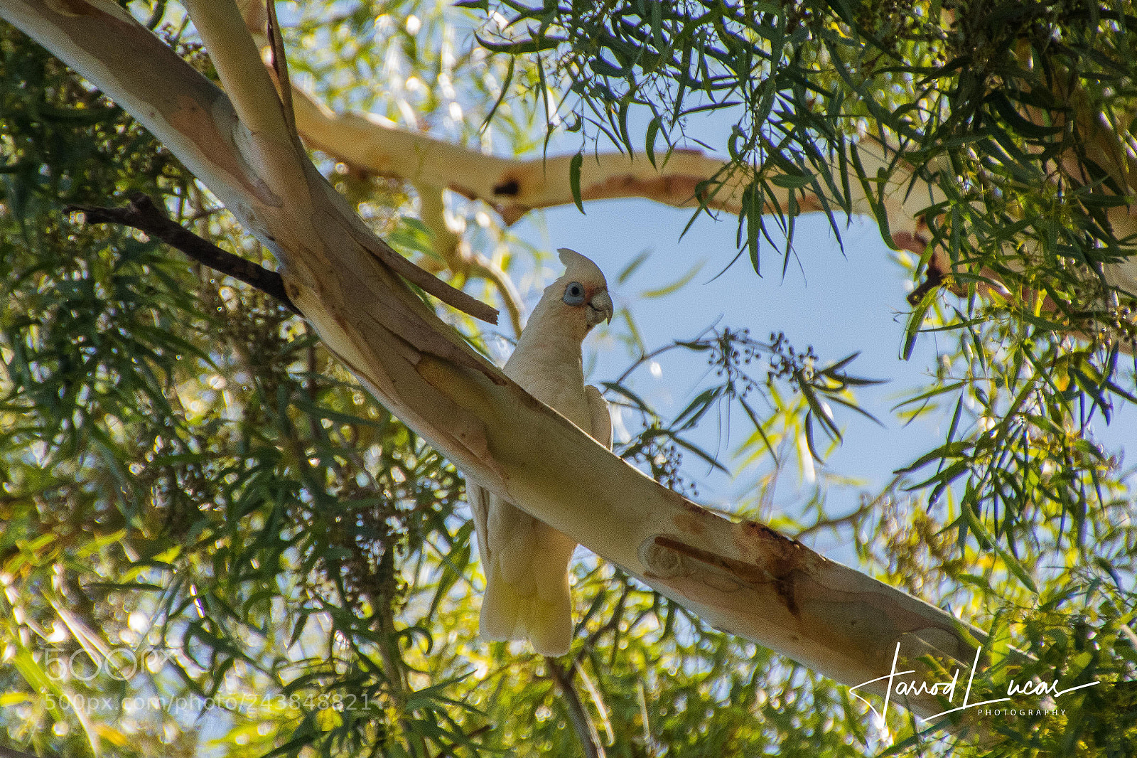 Canon EOS 7D Mark II sample photo. Cockatoo photography