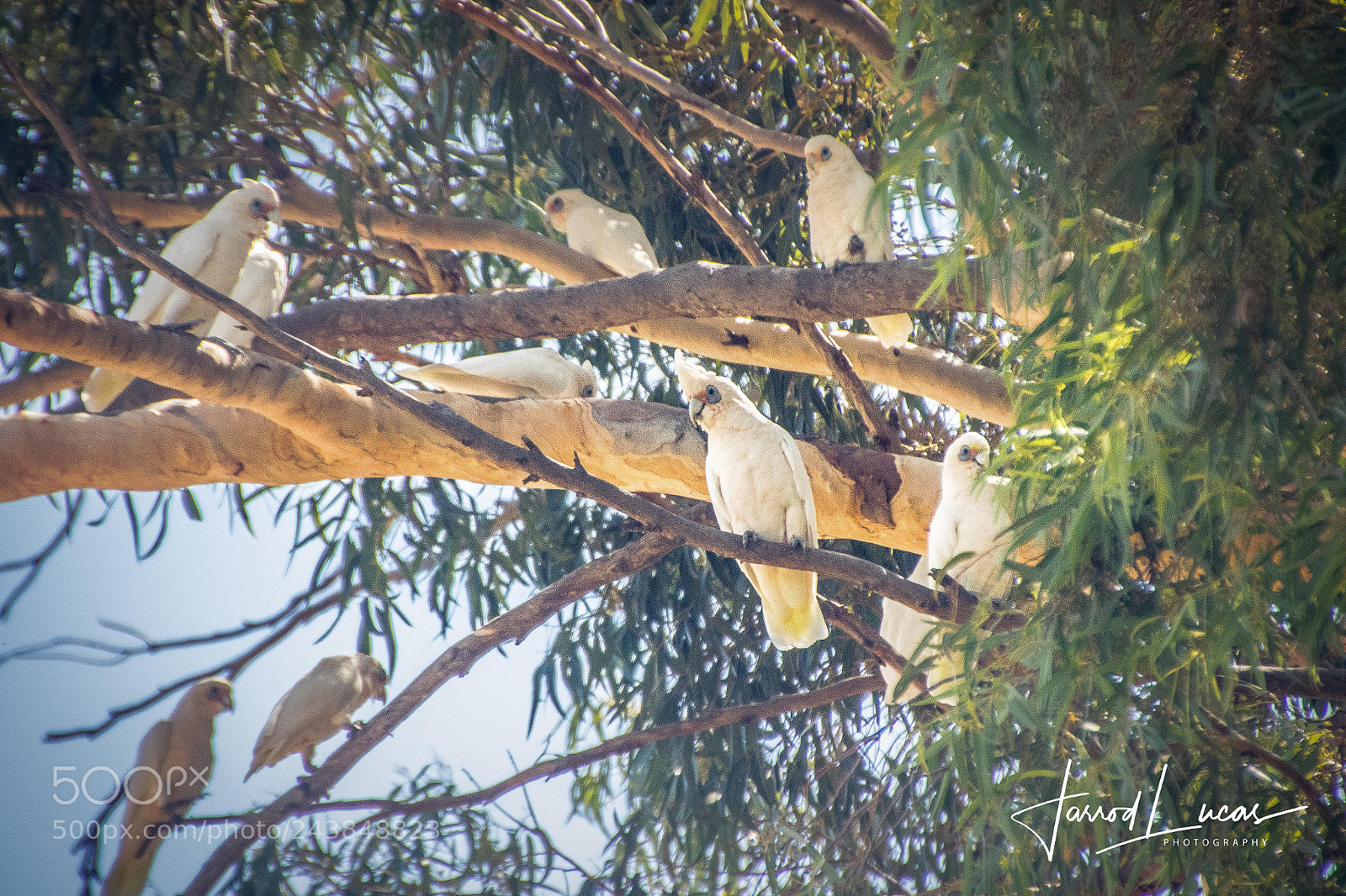 Canon EOS 7D Mark II sample photo. Hanging out photography