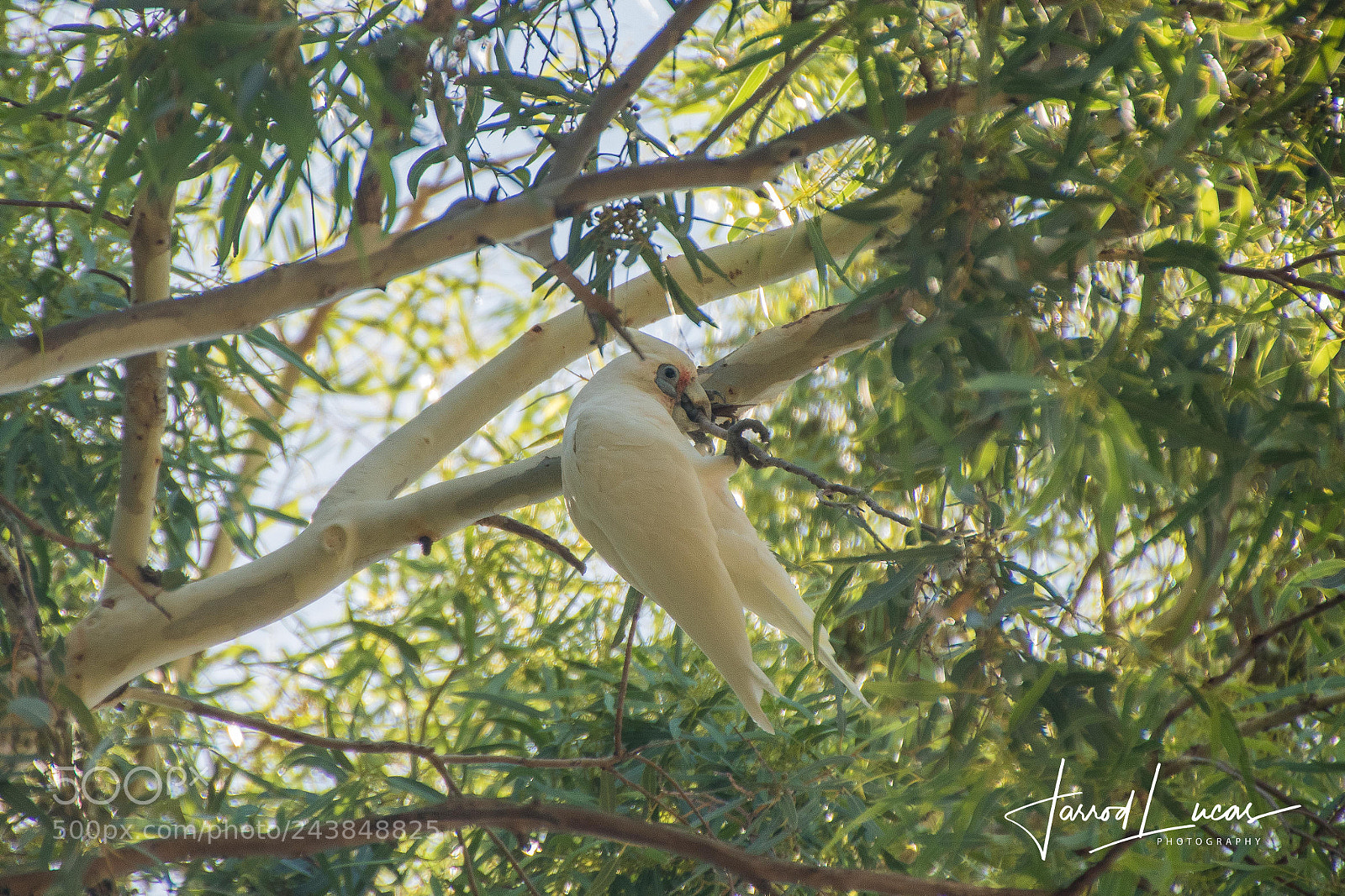 Canon EOS 7D Mark II sample photo. Cockatoo photography
