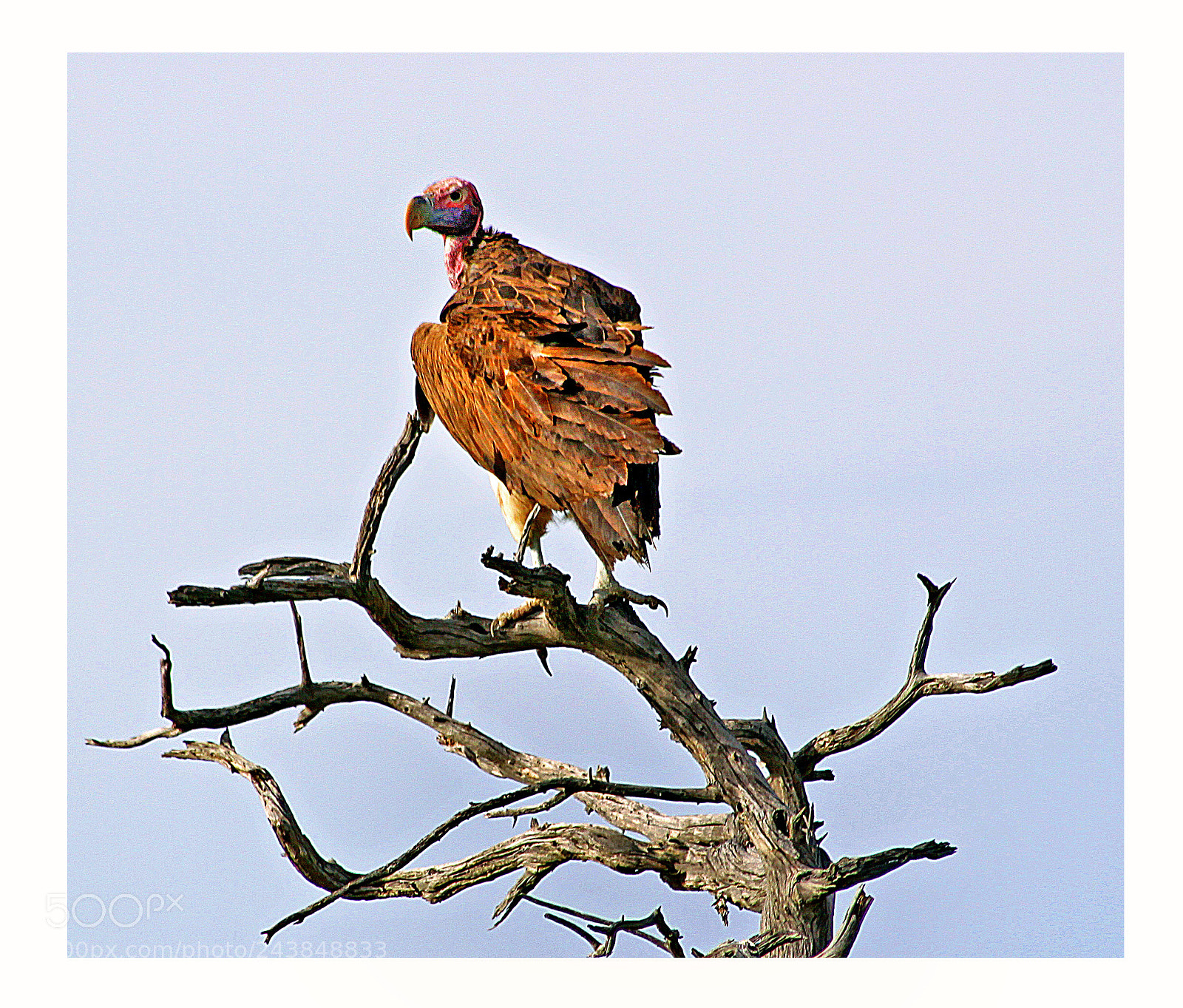 Canon EOS 50D sample photo. Vulture  namibia photography