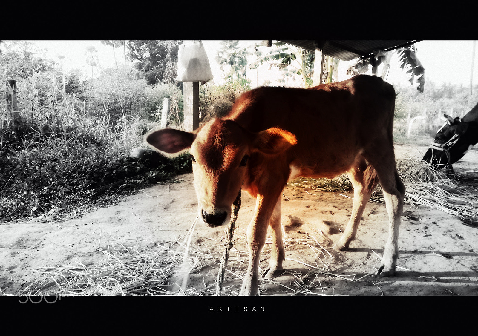 Micromax Canvas Spark sample photo. Cow little 🐄 photography