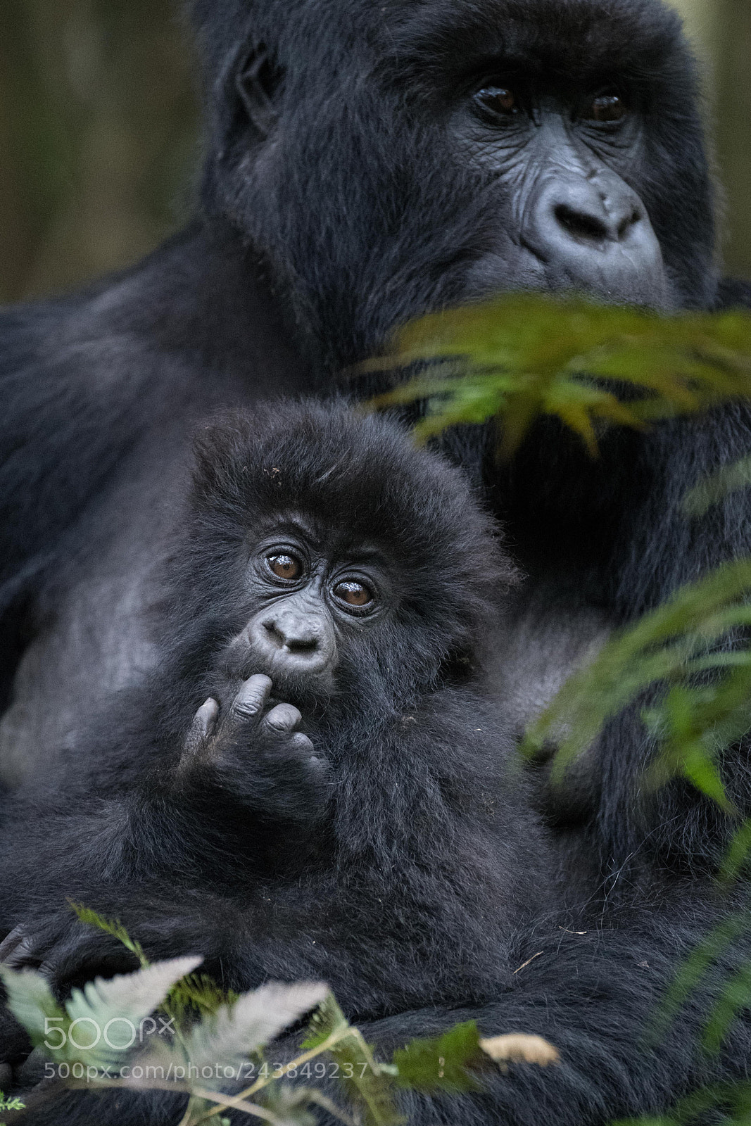 Nikon D850 sample photo. Baby gorilla photography