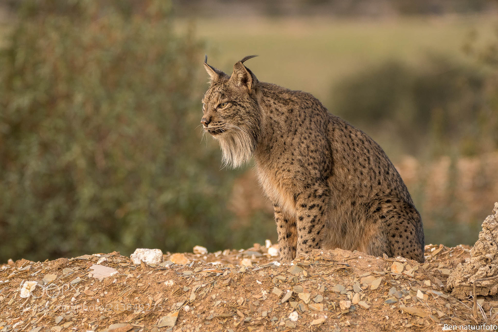 Nikon D500 sample photo. Focus iberian lynx photography