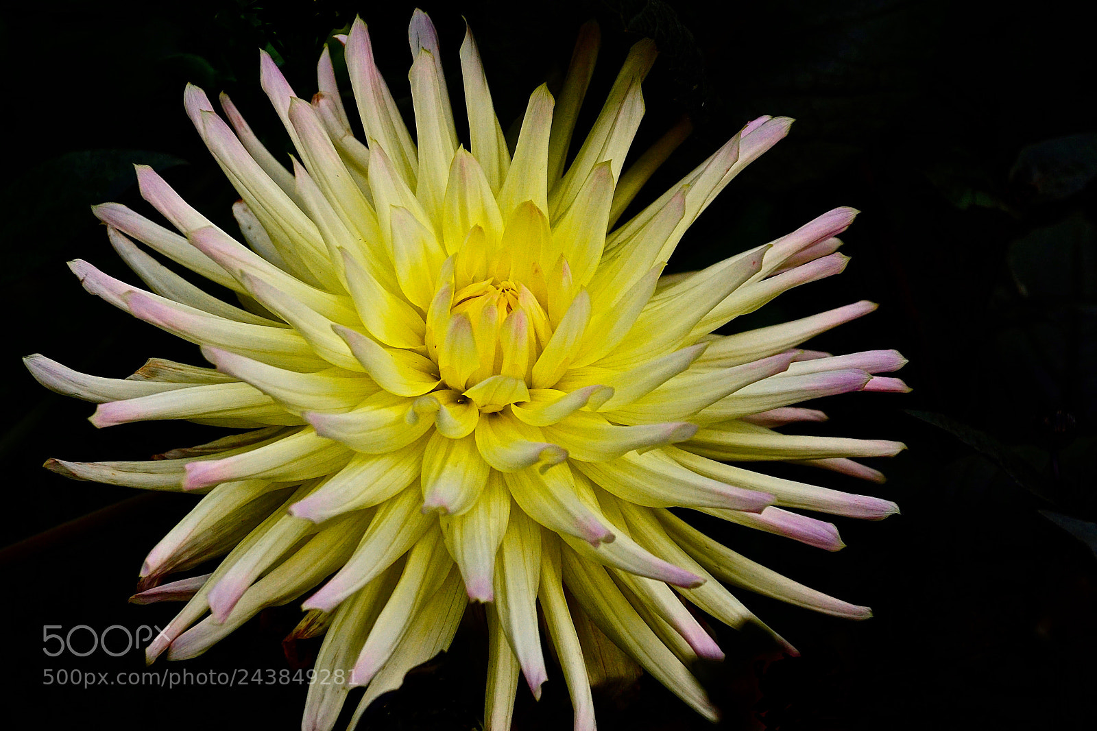 Sony ILCA-77M2 sample photo. Dahlia photography