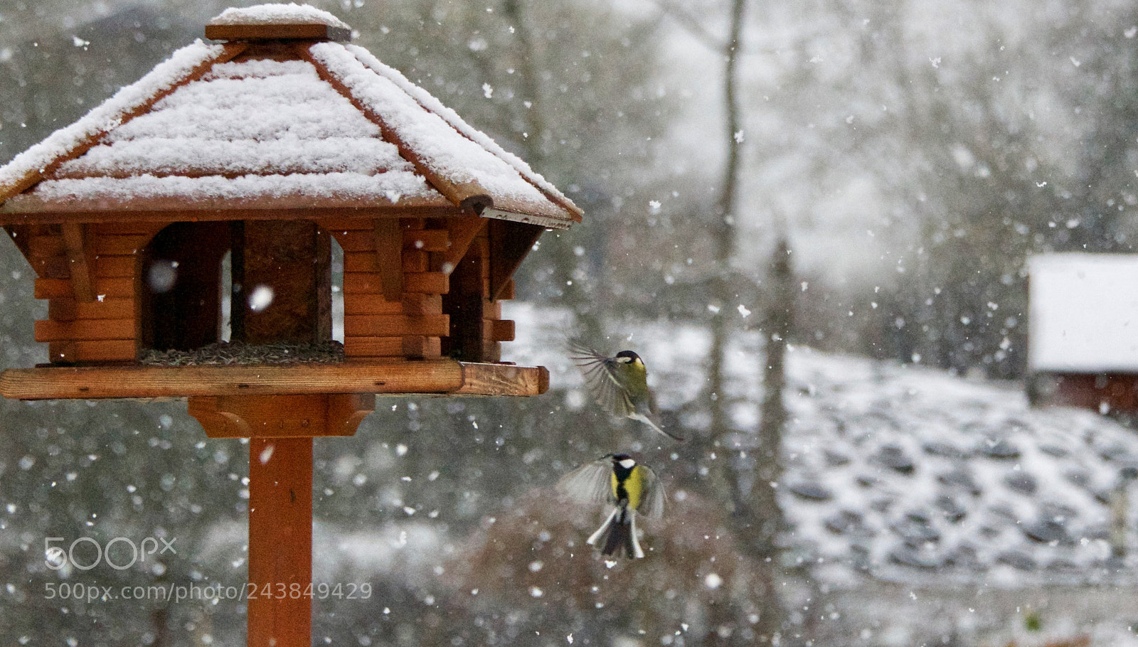 Nikon D500 sample photo. Untitled photography