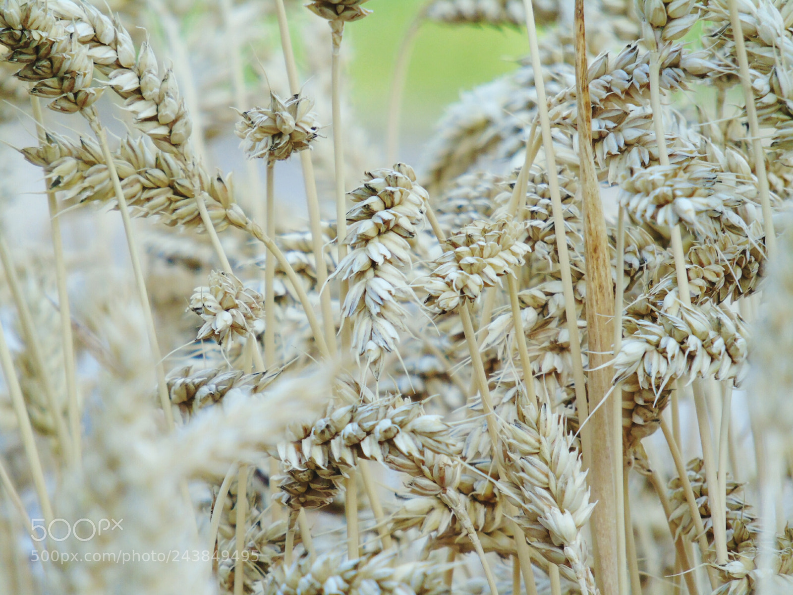Sony Cyber-shot DSC-H400 sample photo. Details photography