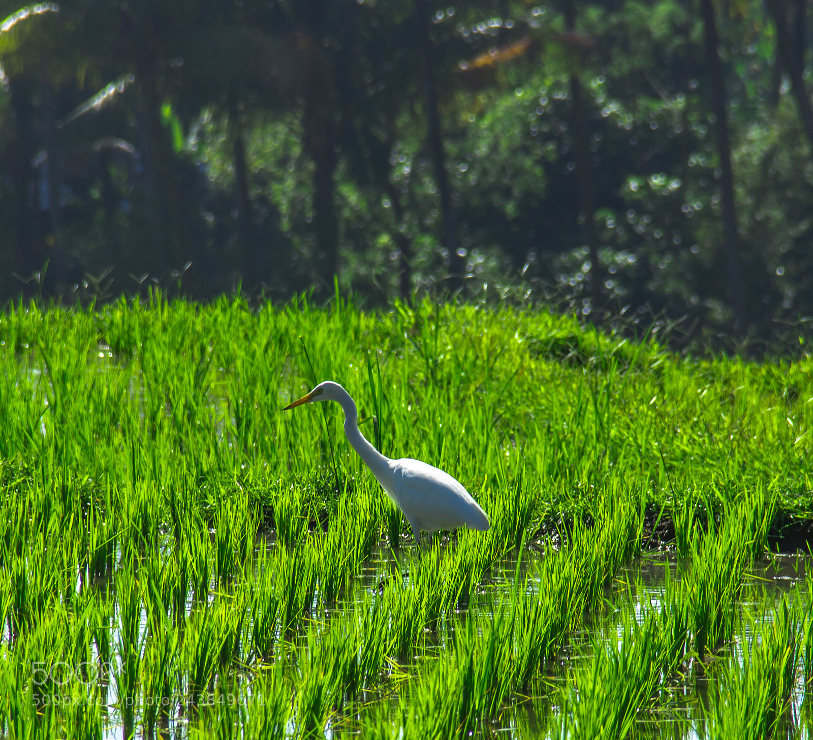 Canon EOS 600D (Rebel EOS T3i / EOS Kiss X5) sample photo. Crane photography