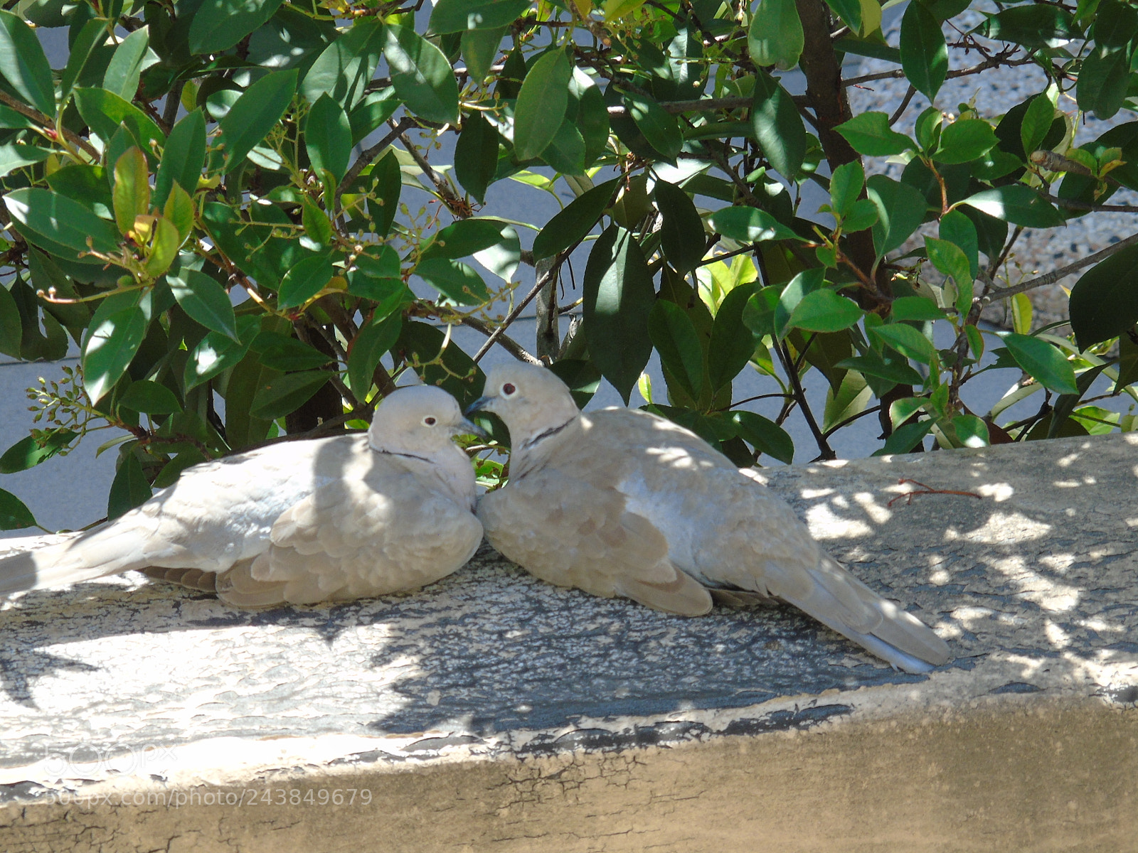 Sony Cyber-shot DSC-H400 sample photo. Love is everywhere photography