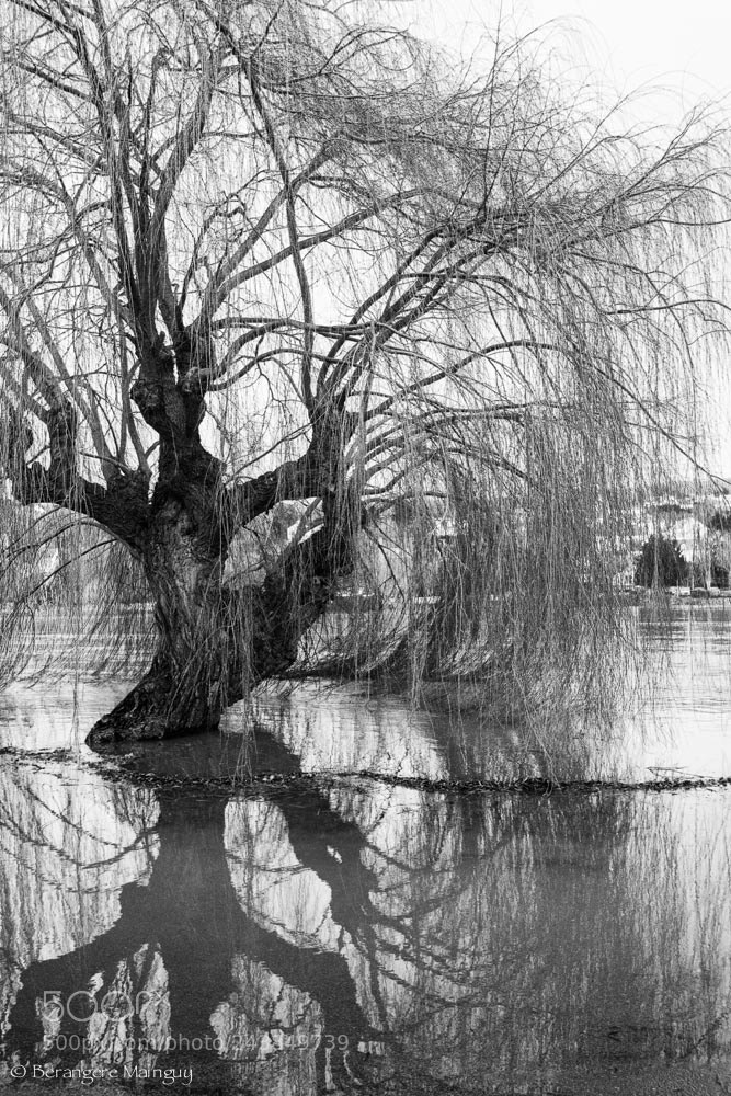 Nikon D7100 sample photo. Arbre et son reflet photography
