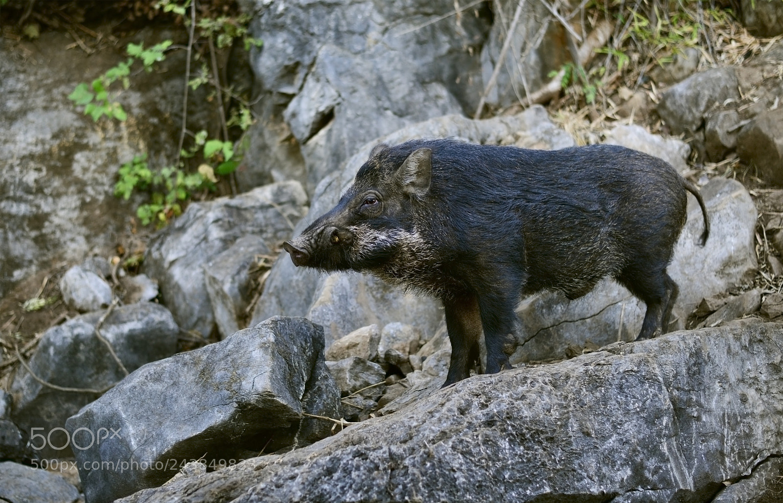 Nikon D610 sample photo. Wild boar on the photography