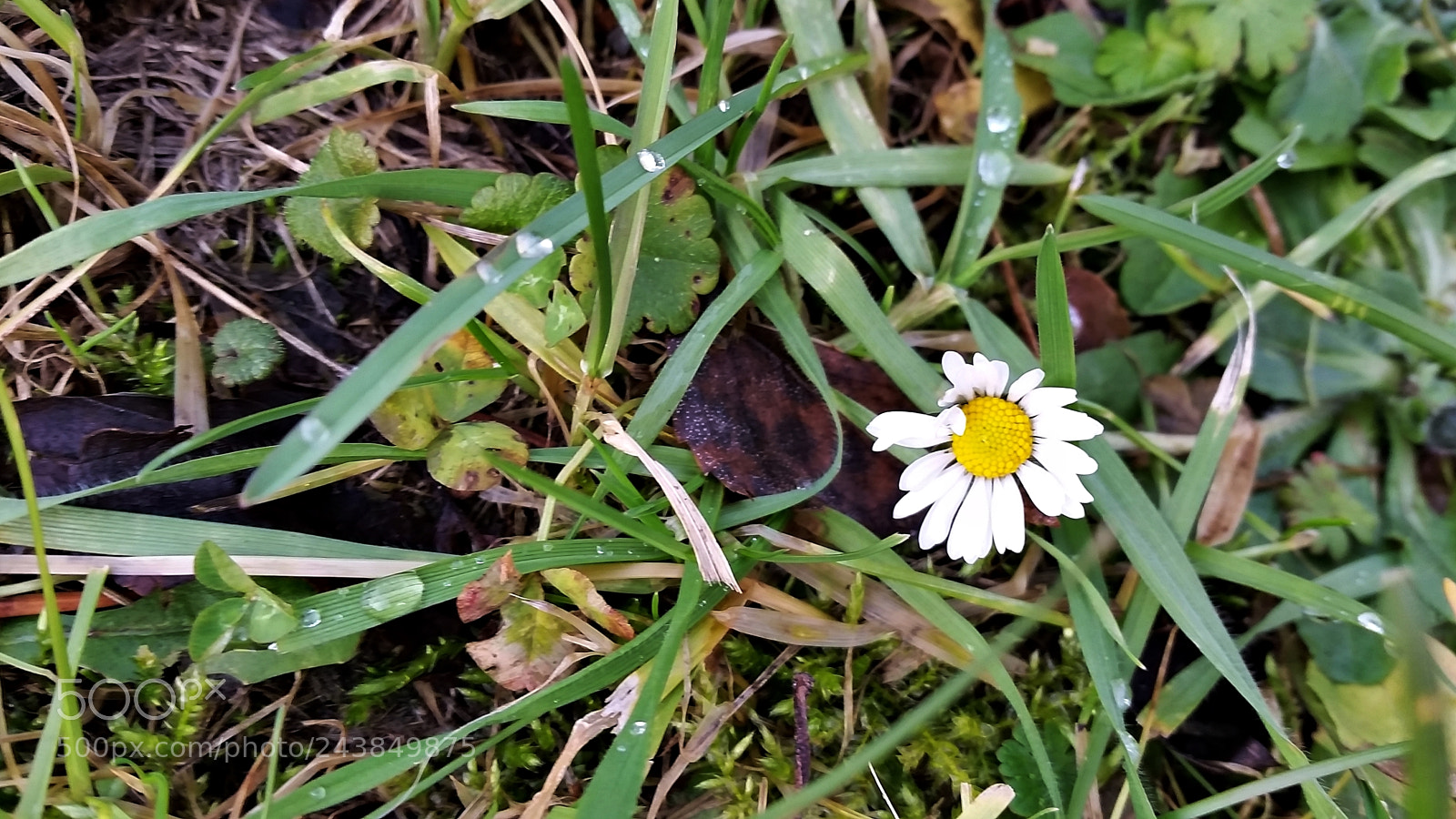 Samsung Galaxy S5 sample photo. Spring is coming soon photography