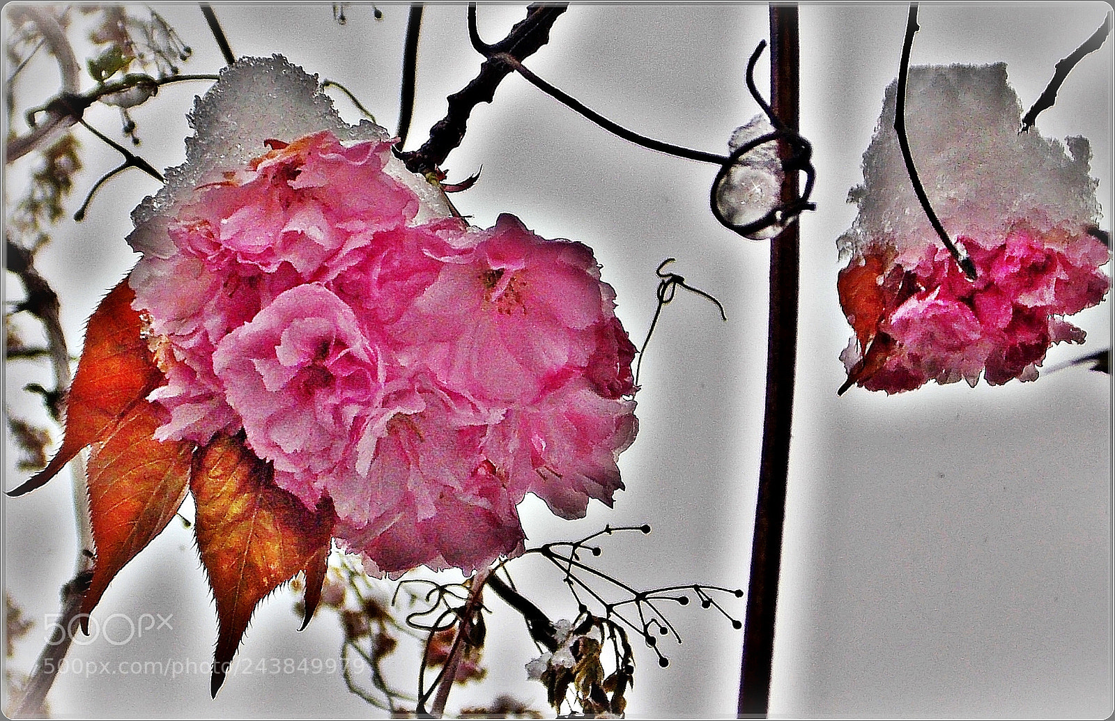 Nikon Coolpix L810 sample photo. Cherry blossom and snow photography