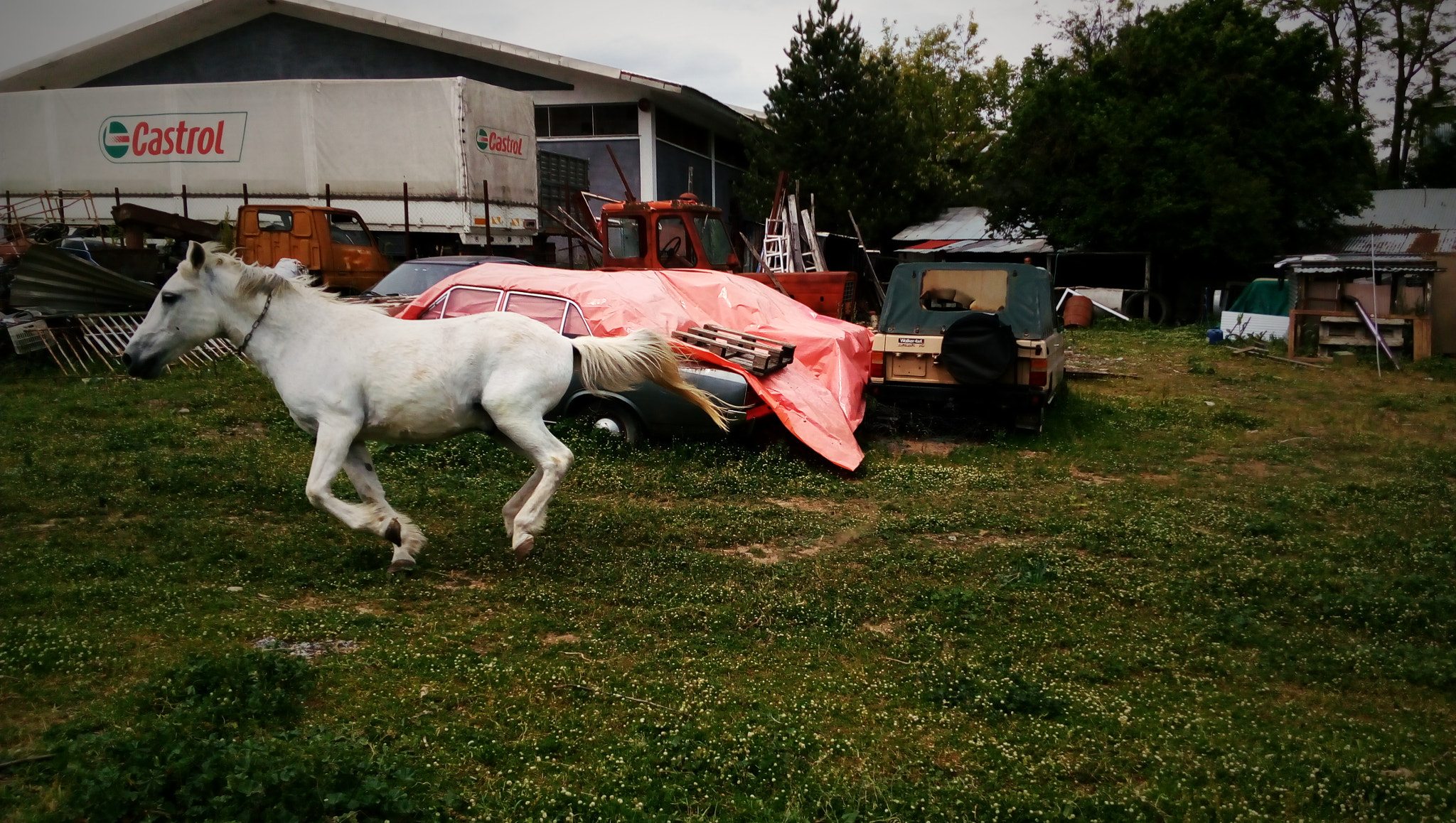 Lenovo P70-A sample photo. Horse riding photography