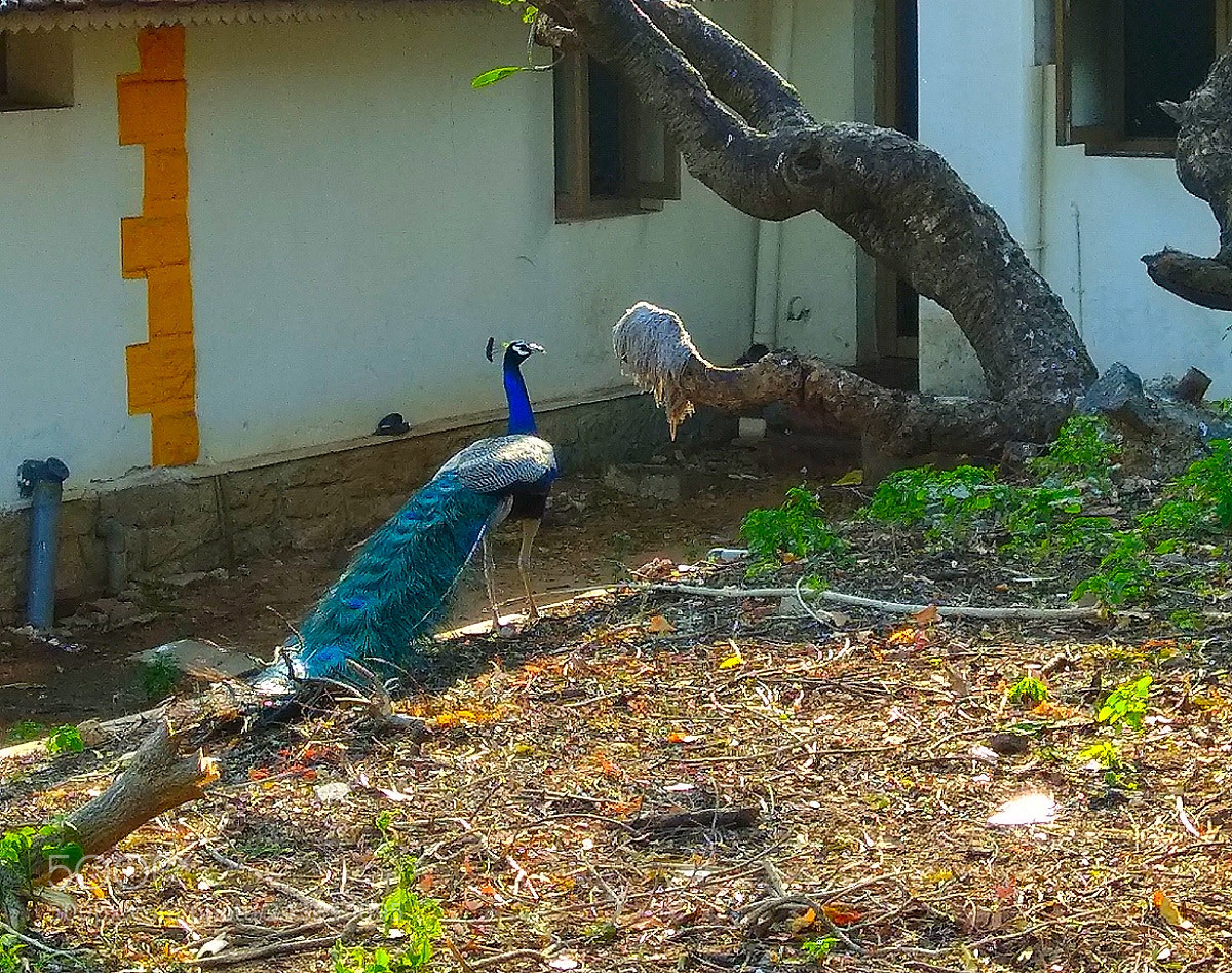 Xiaomi Redmi Note 4 sample photo. Blue beauty.. photography