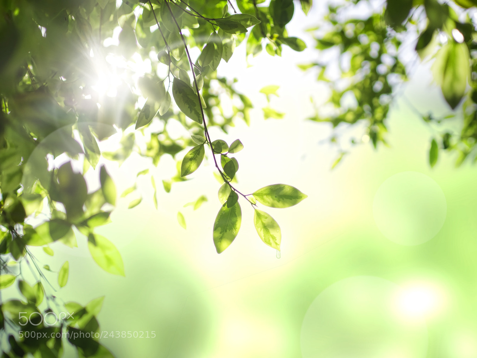 Olympus OM-D E-M5 sample photo. Green leaf on bokeh photography