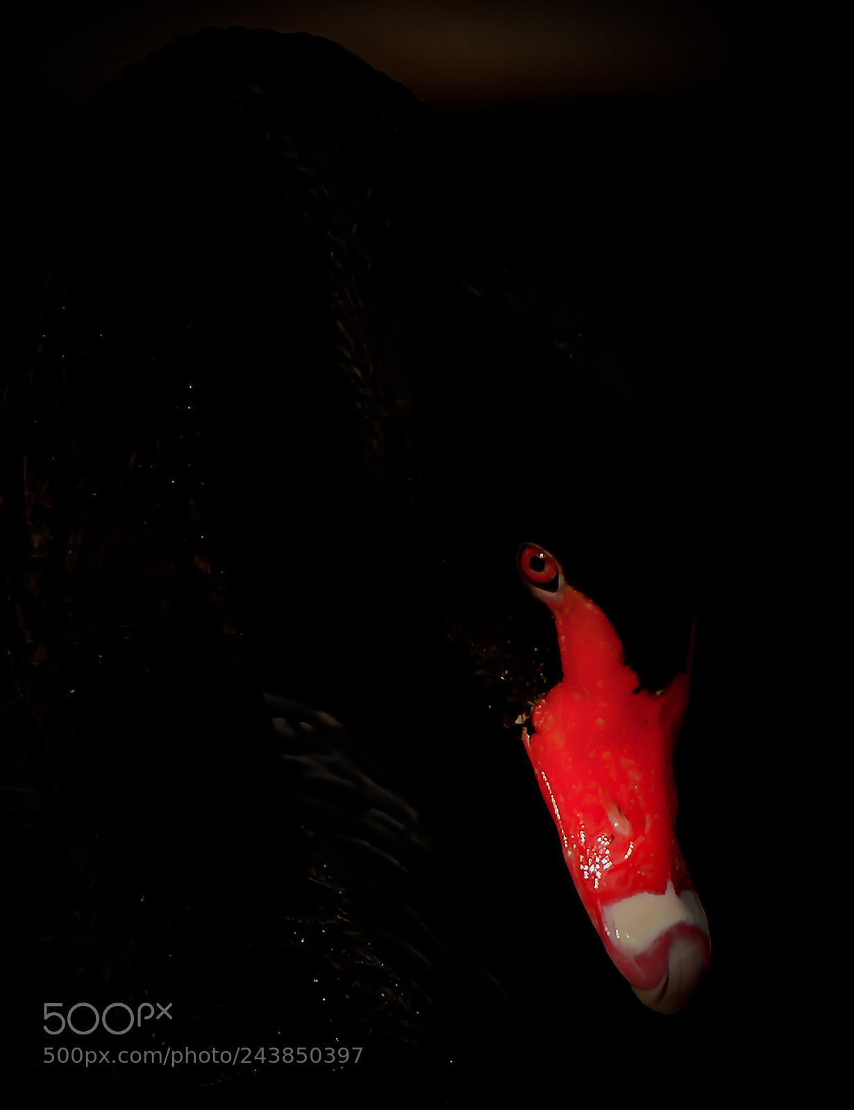 Nikon D800 sample photo. Black swan v photography