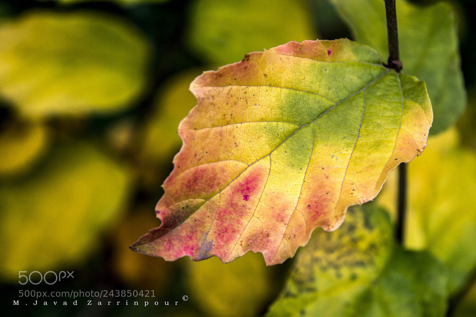Nikon D3200 sample photo. Color photography