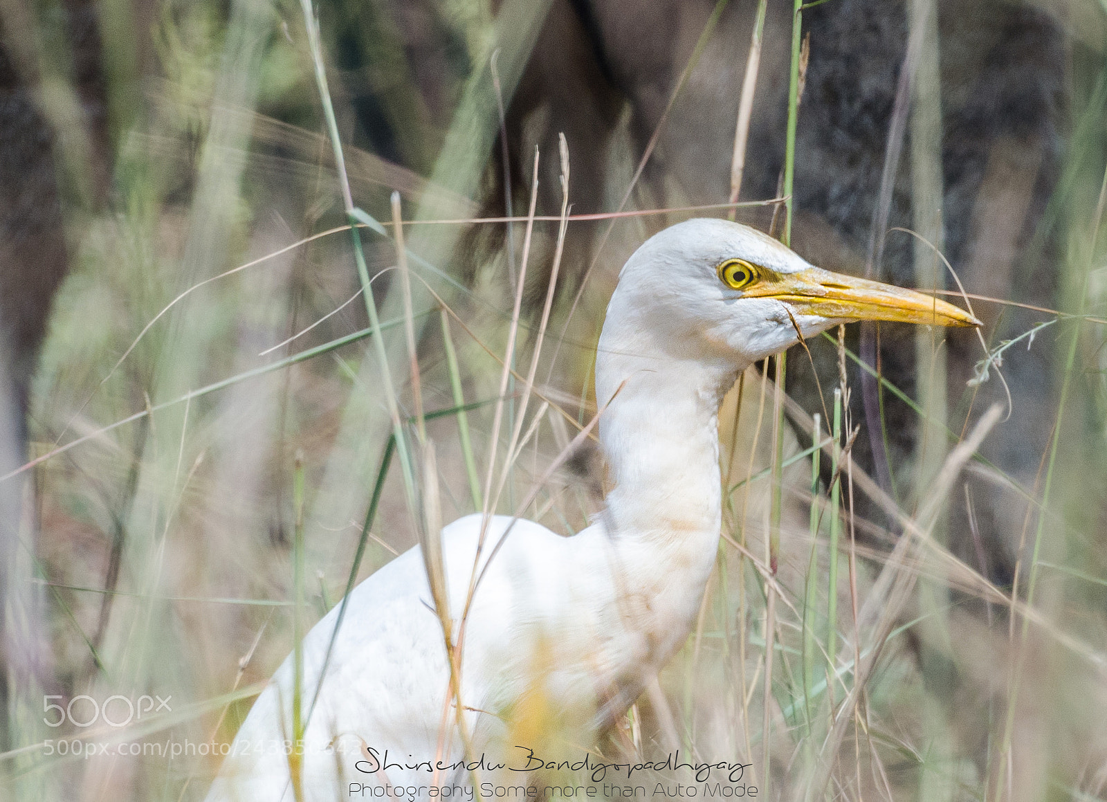 Nikon D5100 sample photo. Great white heron ! photography