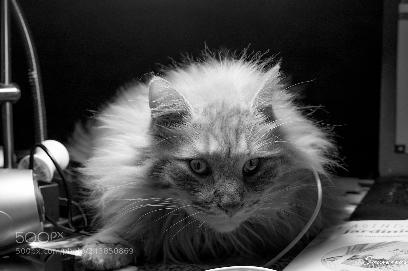 Nikon D5500 sample photo. Ginger eyes photography