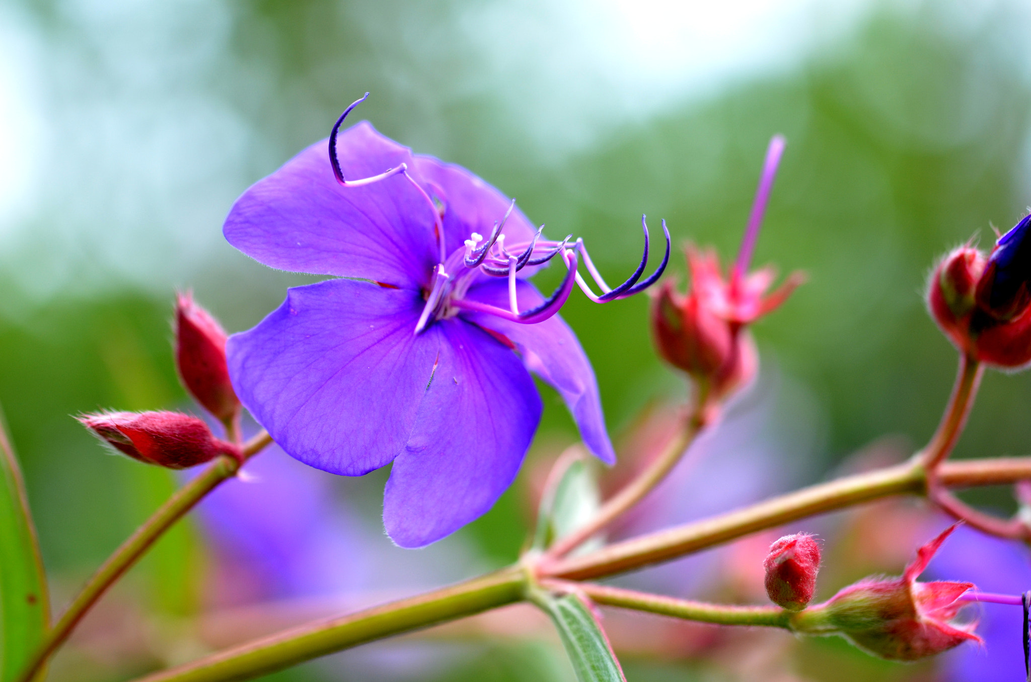 Sigma 105mm F2.8 EX DG OS HSM sample photo. Atomes crochus photography