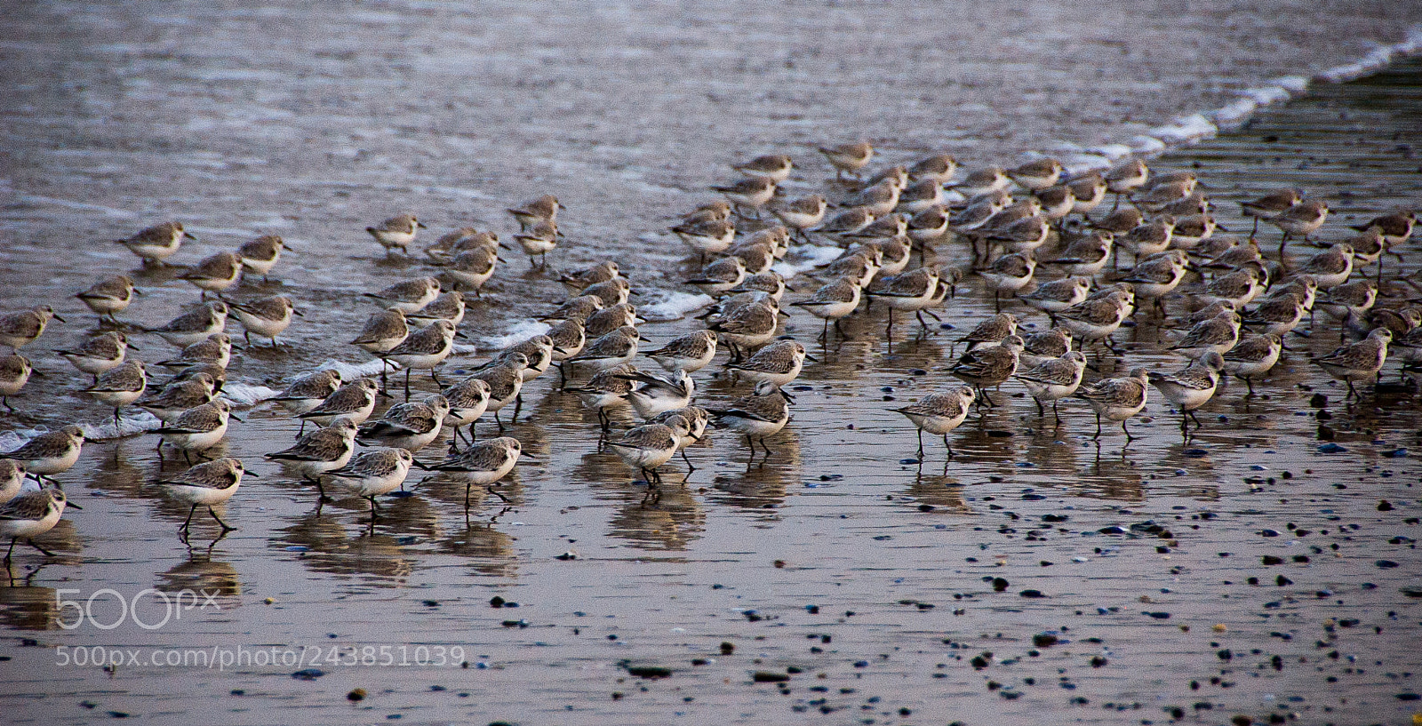 Nikon D50 sample photo. Sanderlings on the beach photography