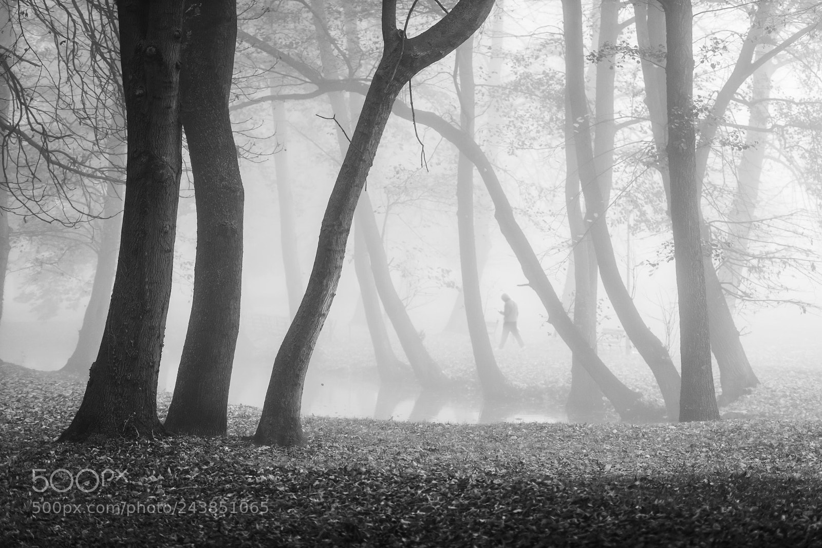 Nikon D810 sample photo. Mystic morning photography