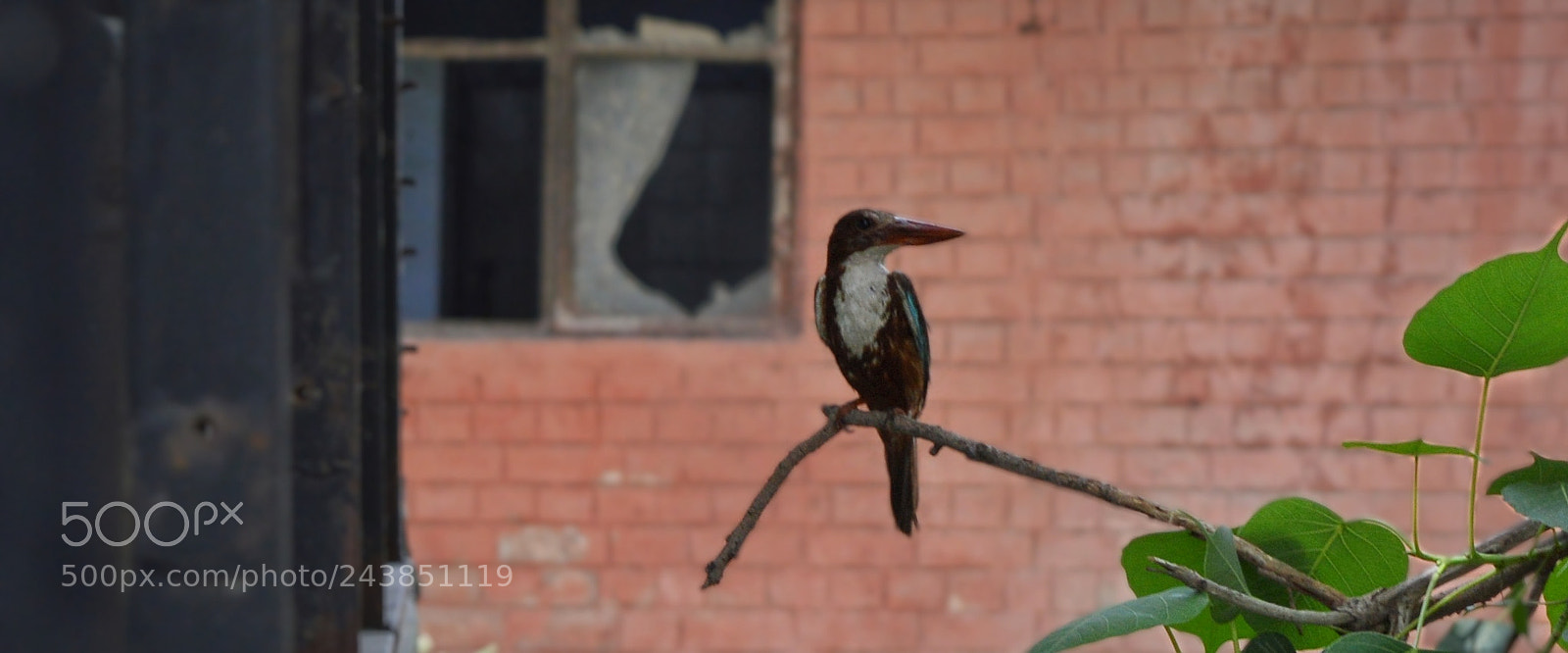 Nikon D3200 sample photo. Bird photography