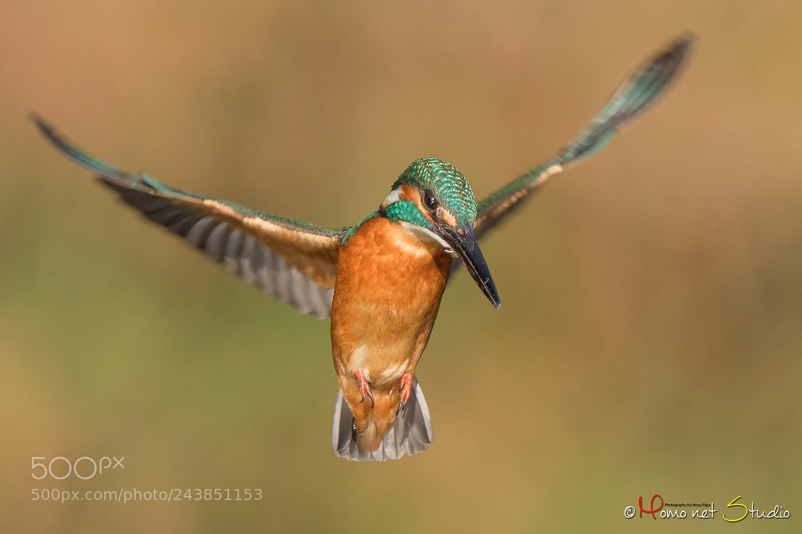 Nikon D850 sample photo. Hovering of the kingfisher photography