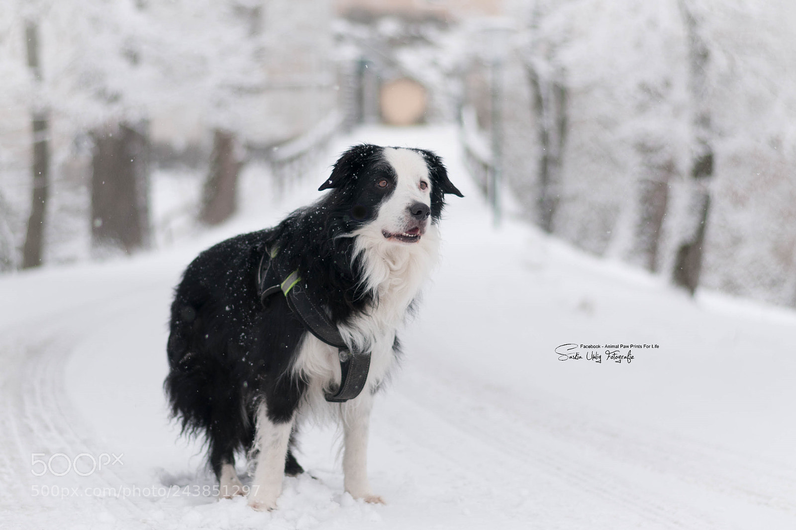 Nikon D300S sample photo. Winter wonder land <3 photography
