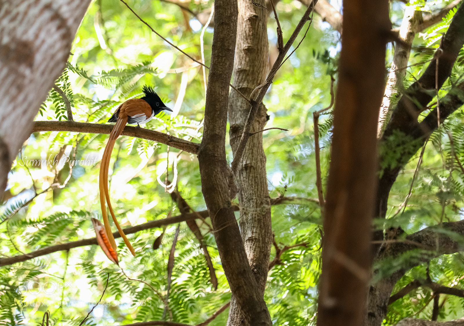 Canon EOS 200D (EOS Rebel SL2 / EOS Kiss X9) sample photo. Asian paradise flycatcher photography