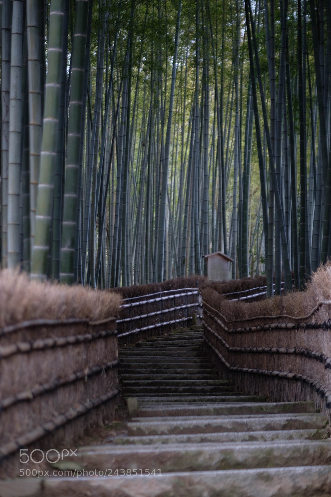 Fujifilm X-Pro2 sample photo. Adashino nenbutsuji temple, kyoto photography