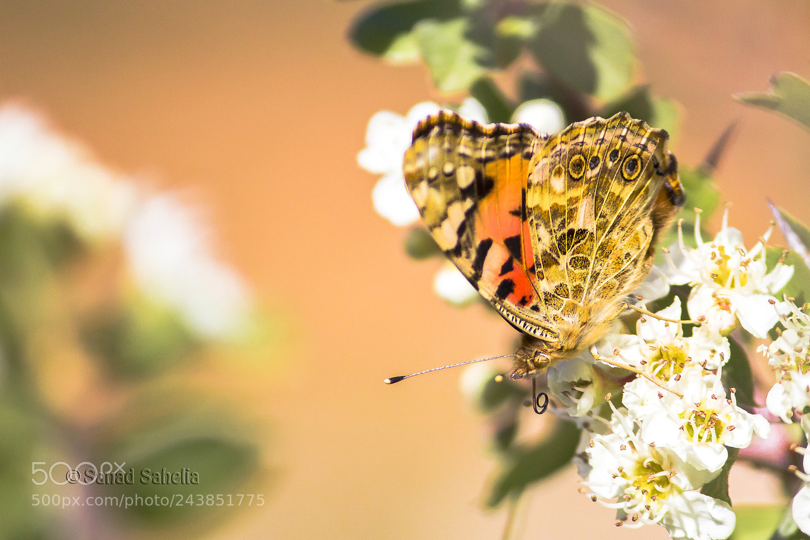 Canon EOS 60D sample photo. Butterfly photography