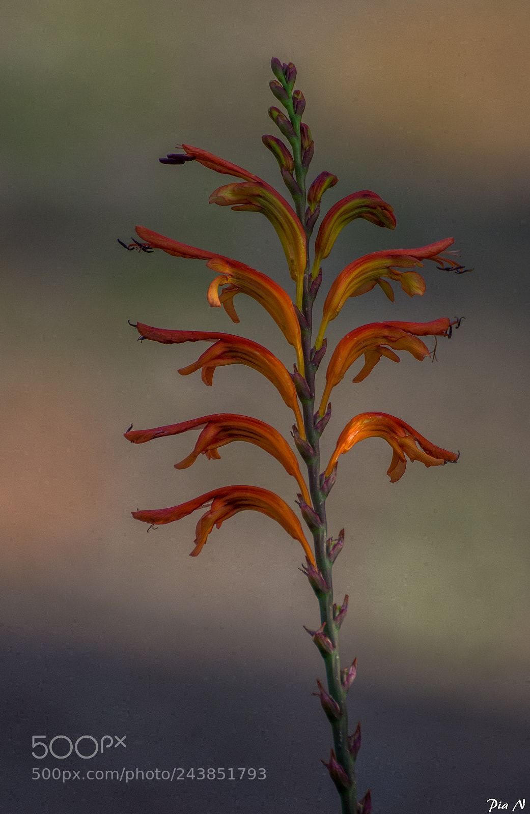 Nikon D7200 sample photo. The beauty of nature photography