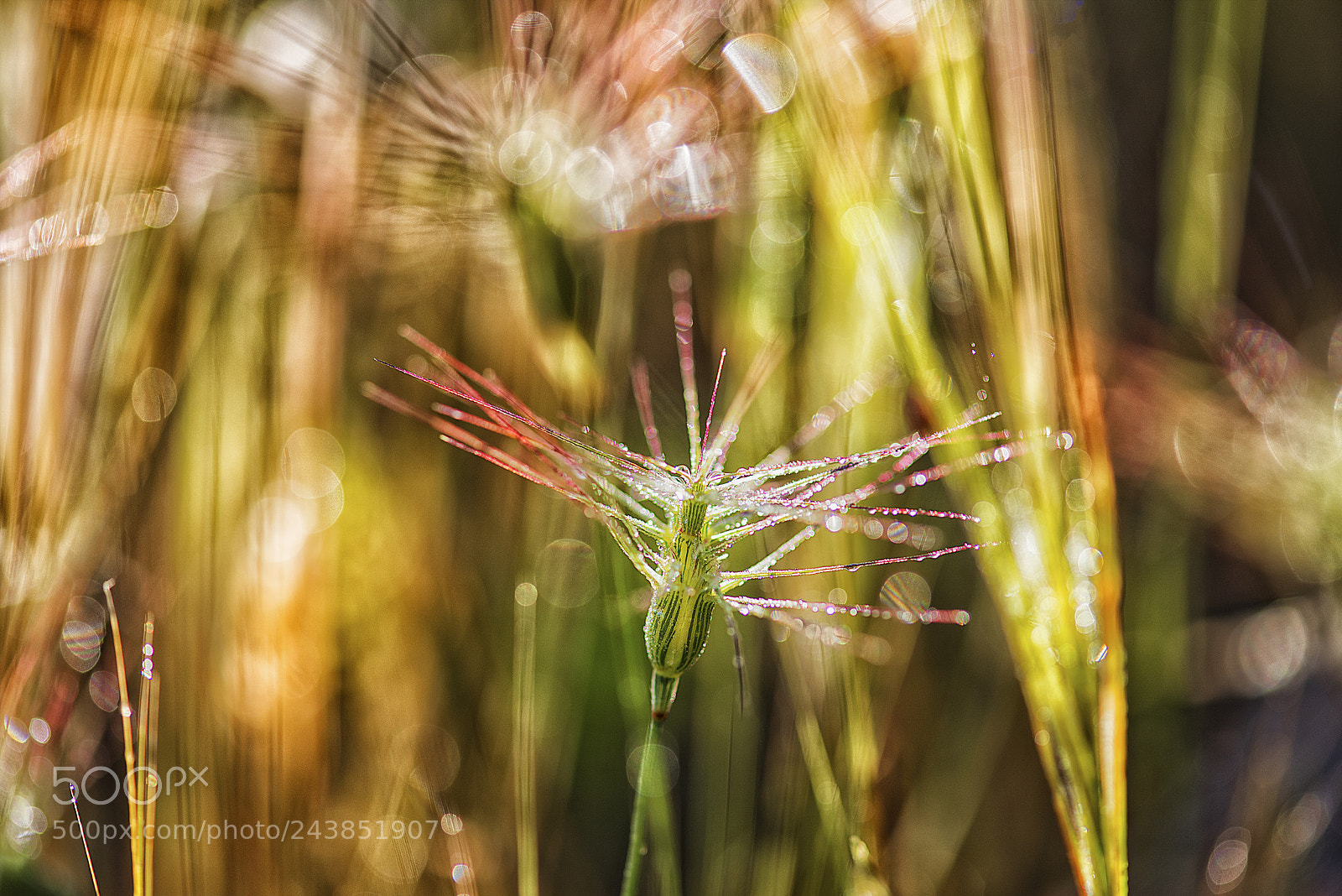 Nikon D810 sample photo. Weeds in the sun photography