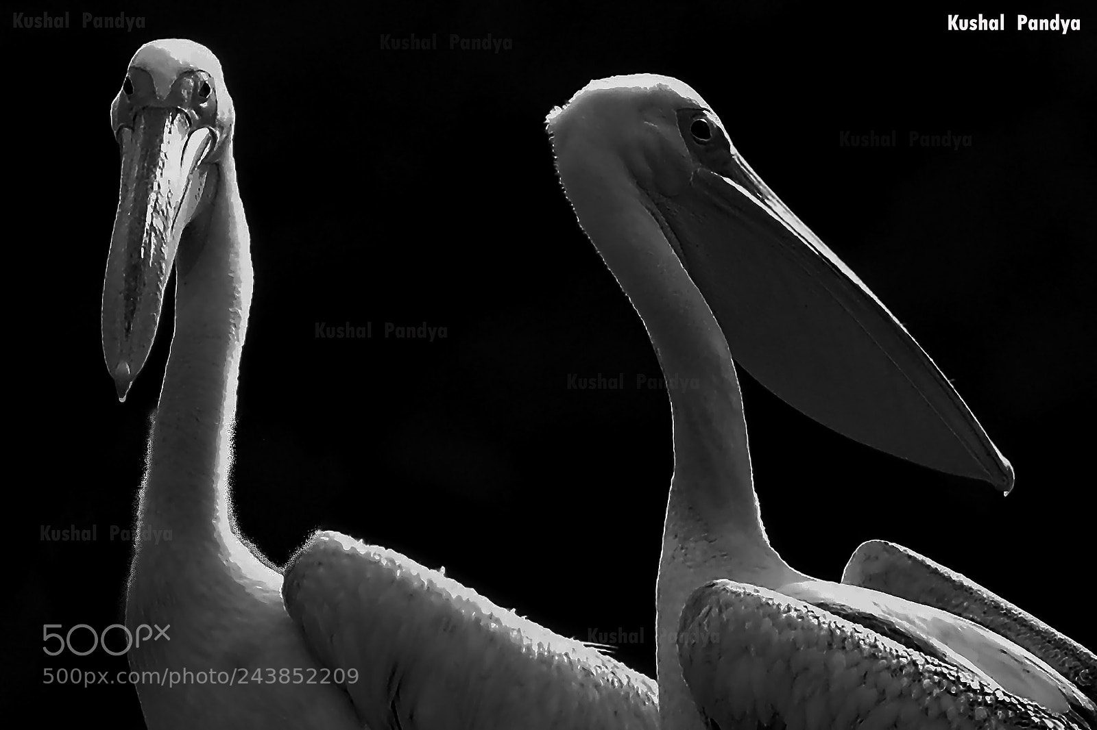 Nikon D3200 sample photo. Great white pelican photography