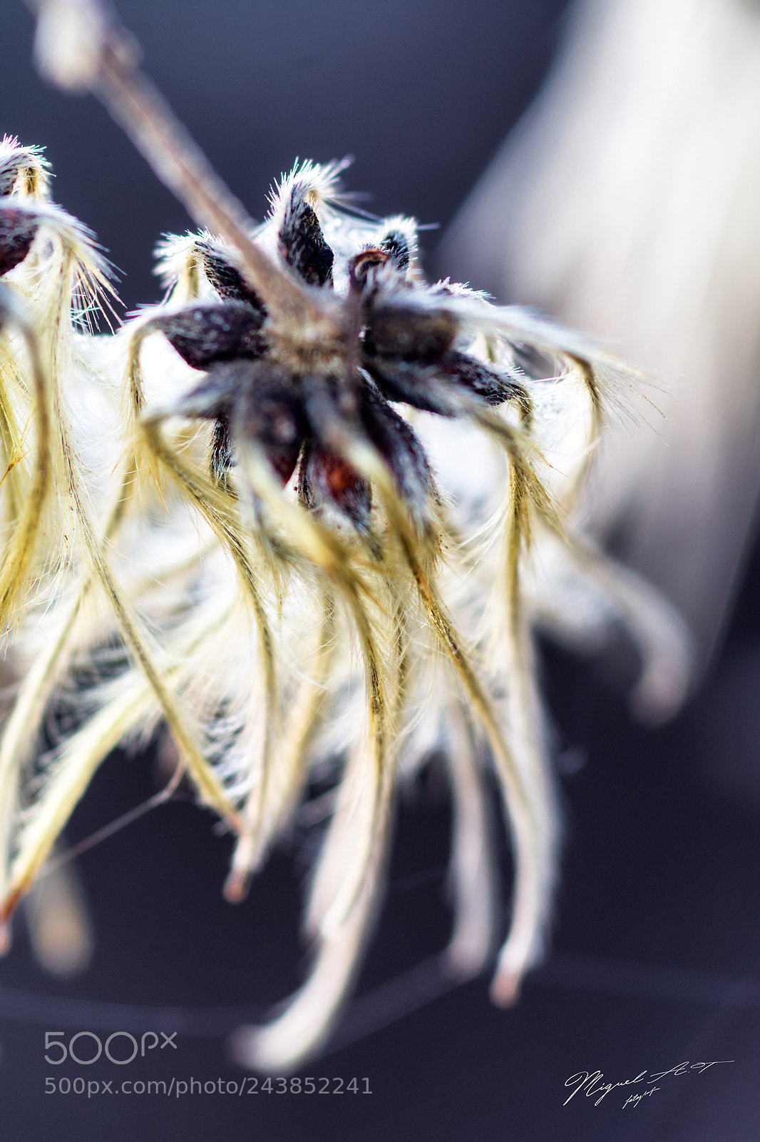 Nikon D7200 sample photo. Florecillas photography
