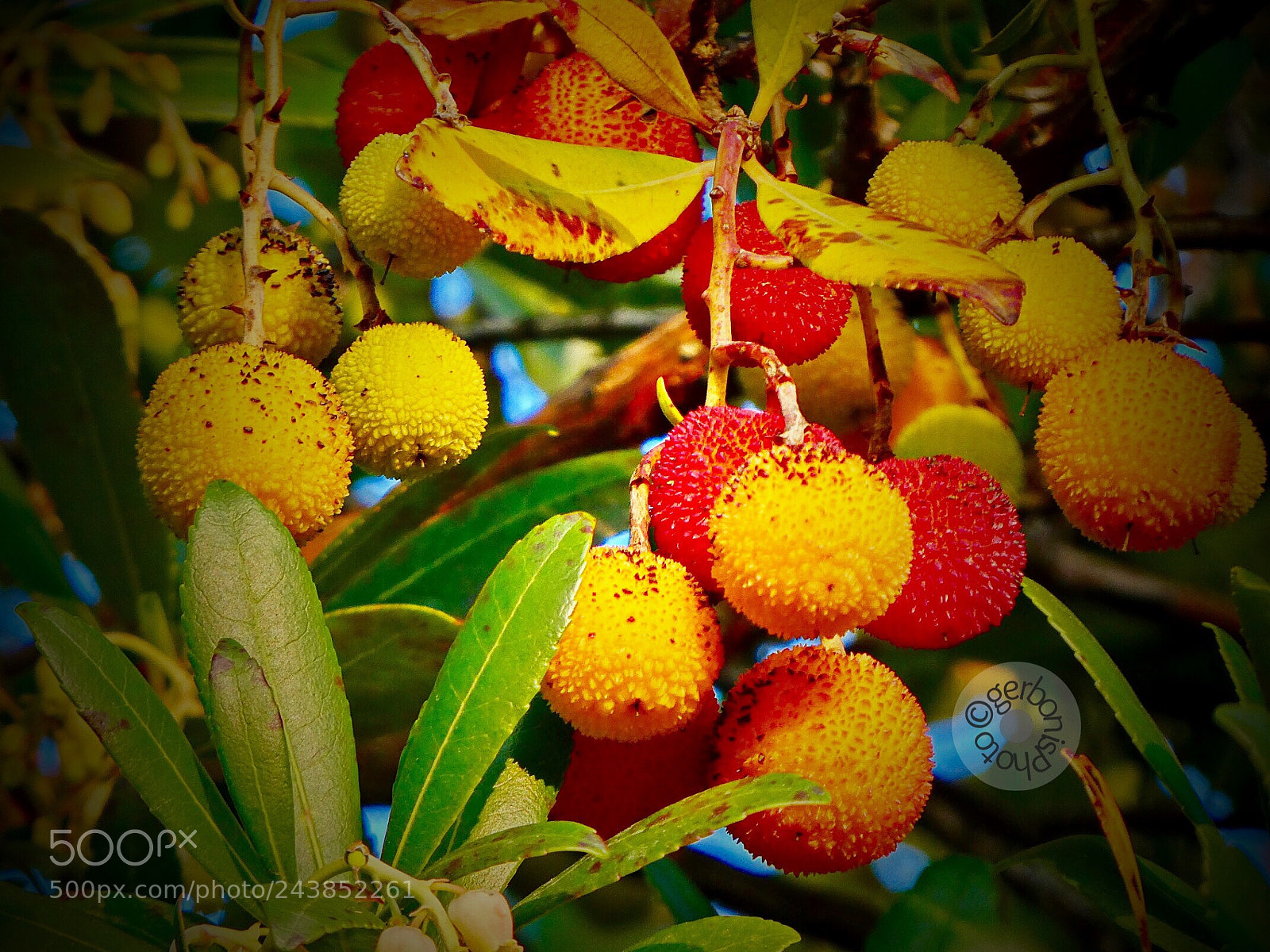 Panasonic Lumix DC-ZS70 (Lumix DC-TZ90) sample photo. Il corbezzolo arbutus unedo photography